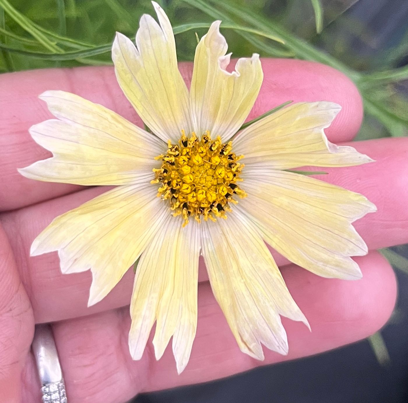 COSMOS bipinnatus Apricot Lemonade