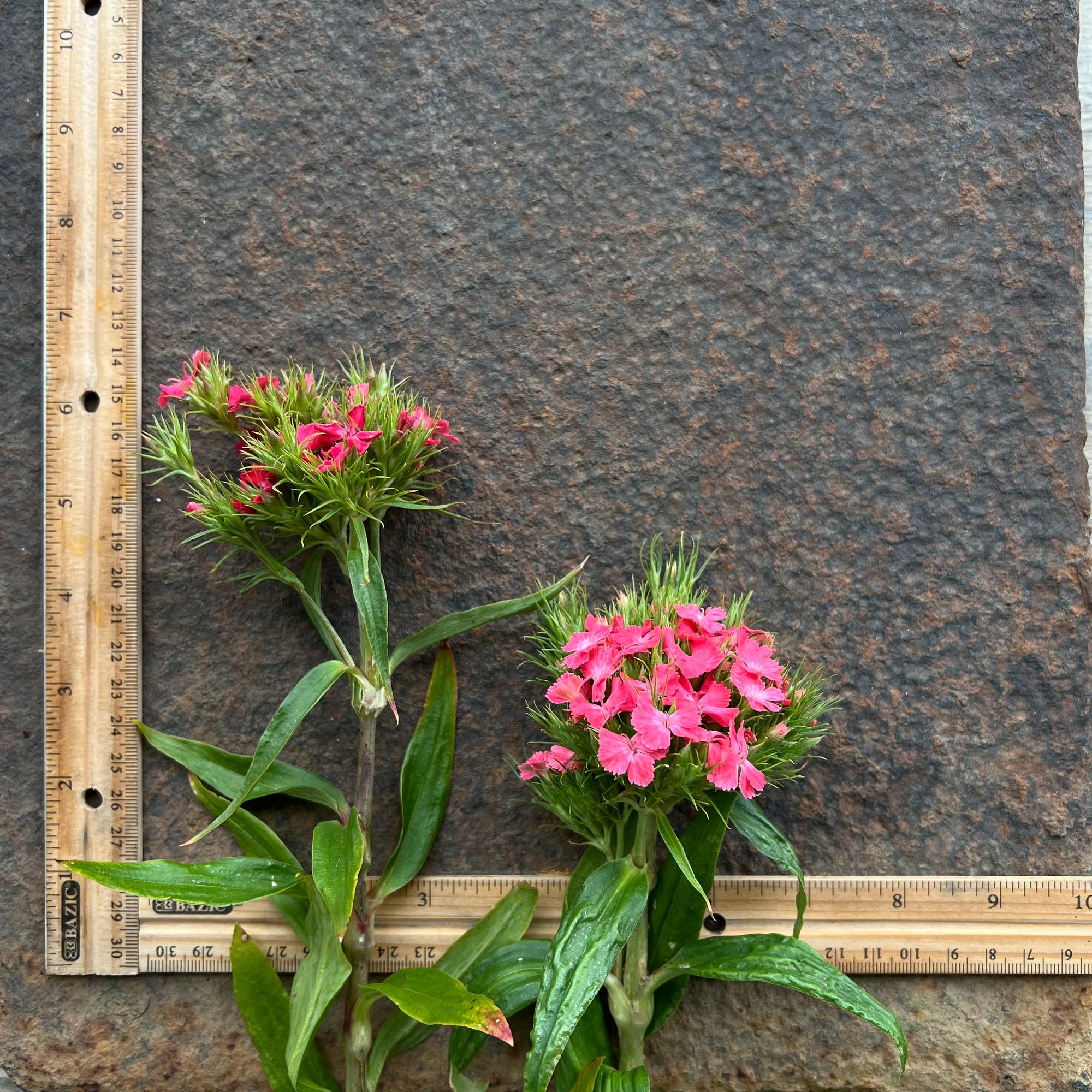 DIANTHUS barbatus