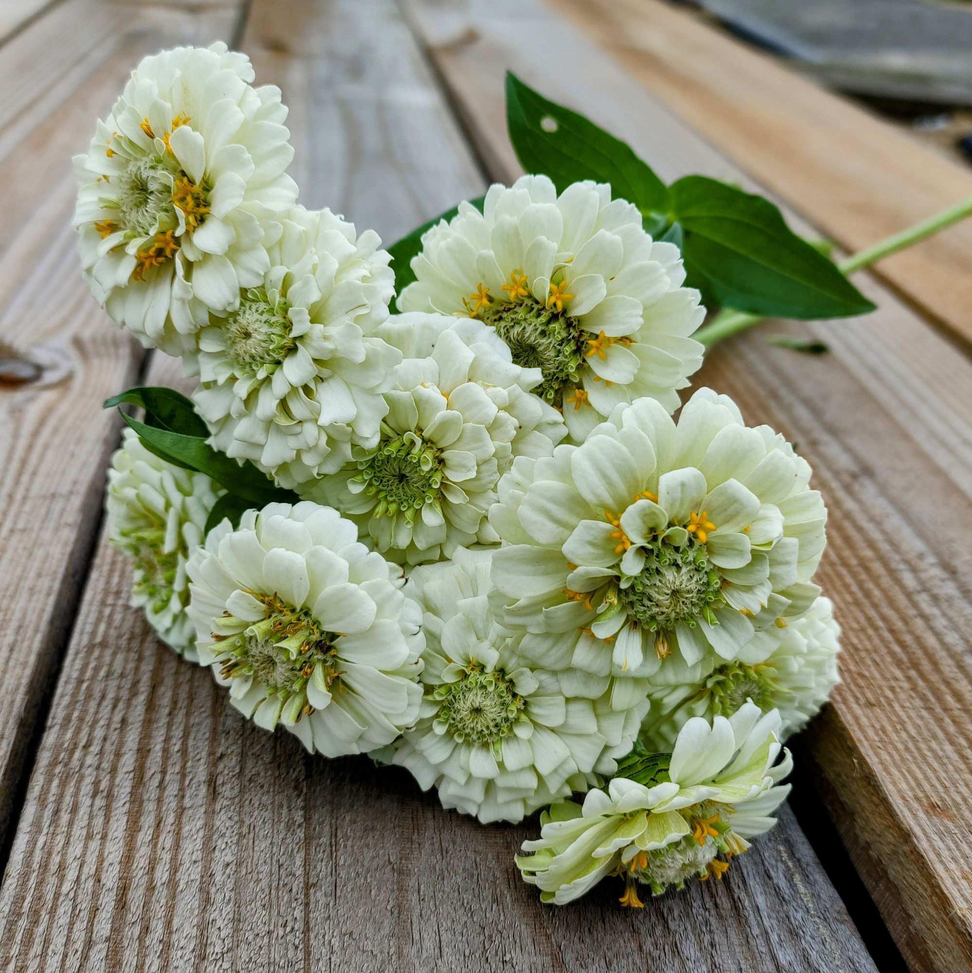 ZINNIA elegans Oklahoma Ivory