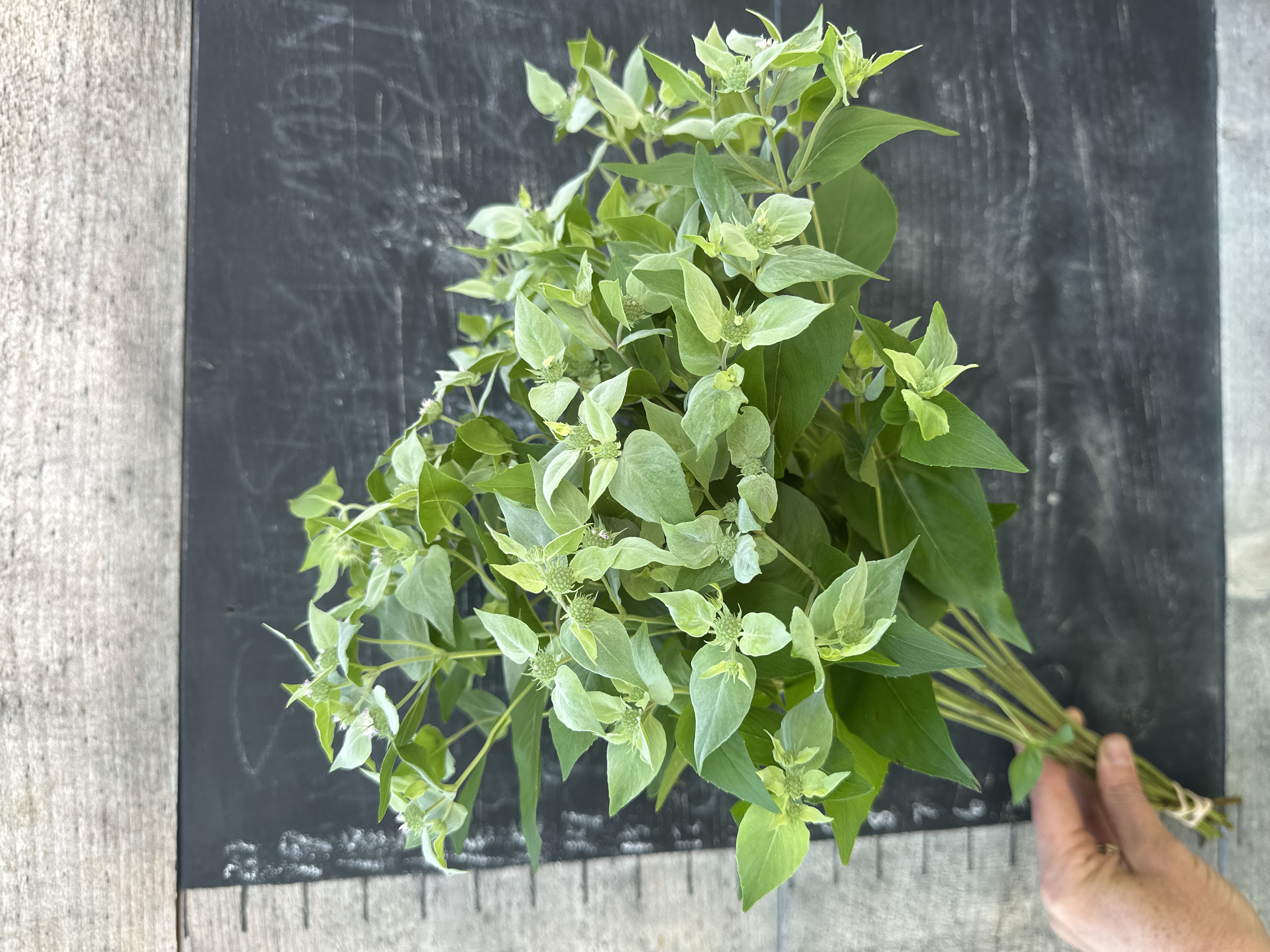 PYCNANTHEMUM pilosum