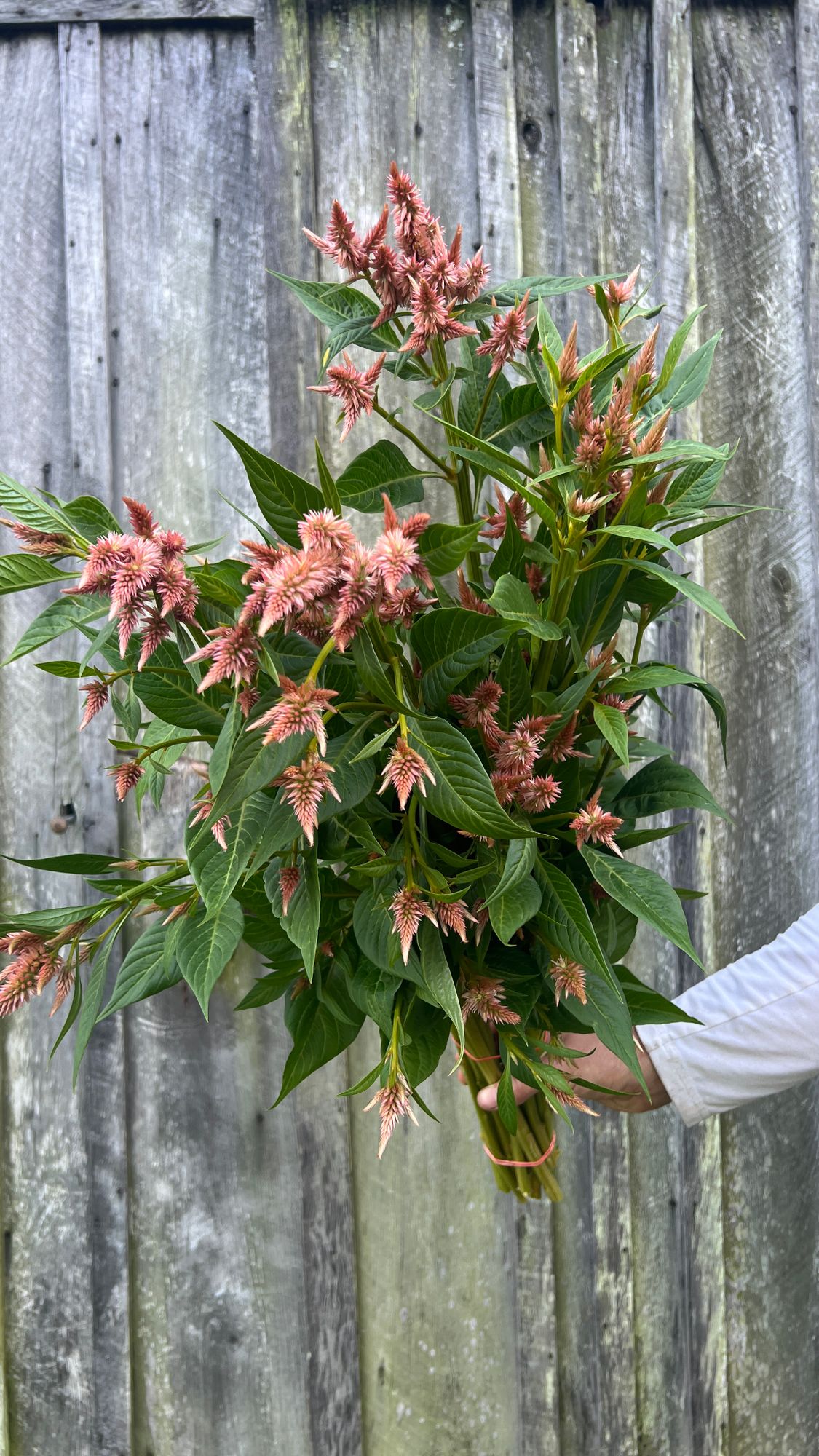 CELOSIA argentea spicata Celway Terracotta