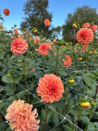 DAHLIA Peaches n Cream