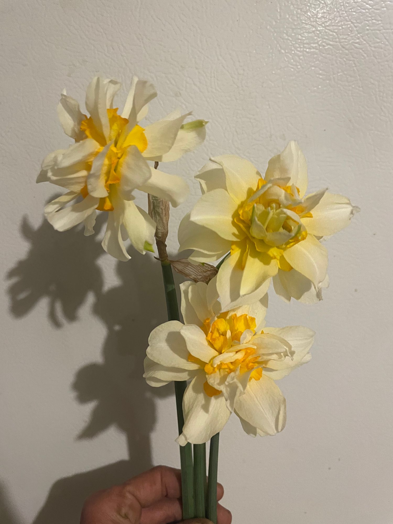 NARCISSUS