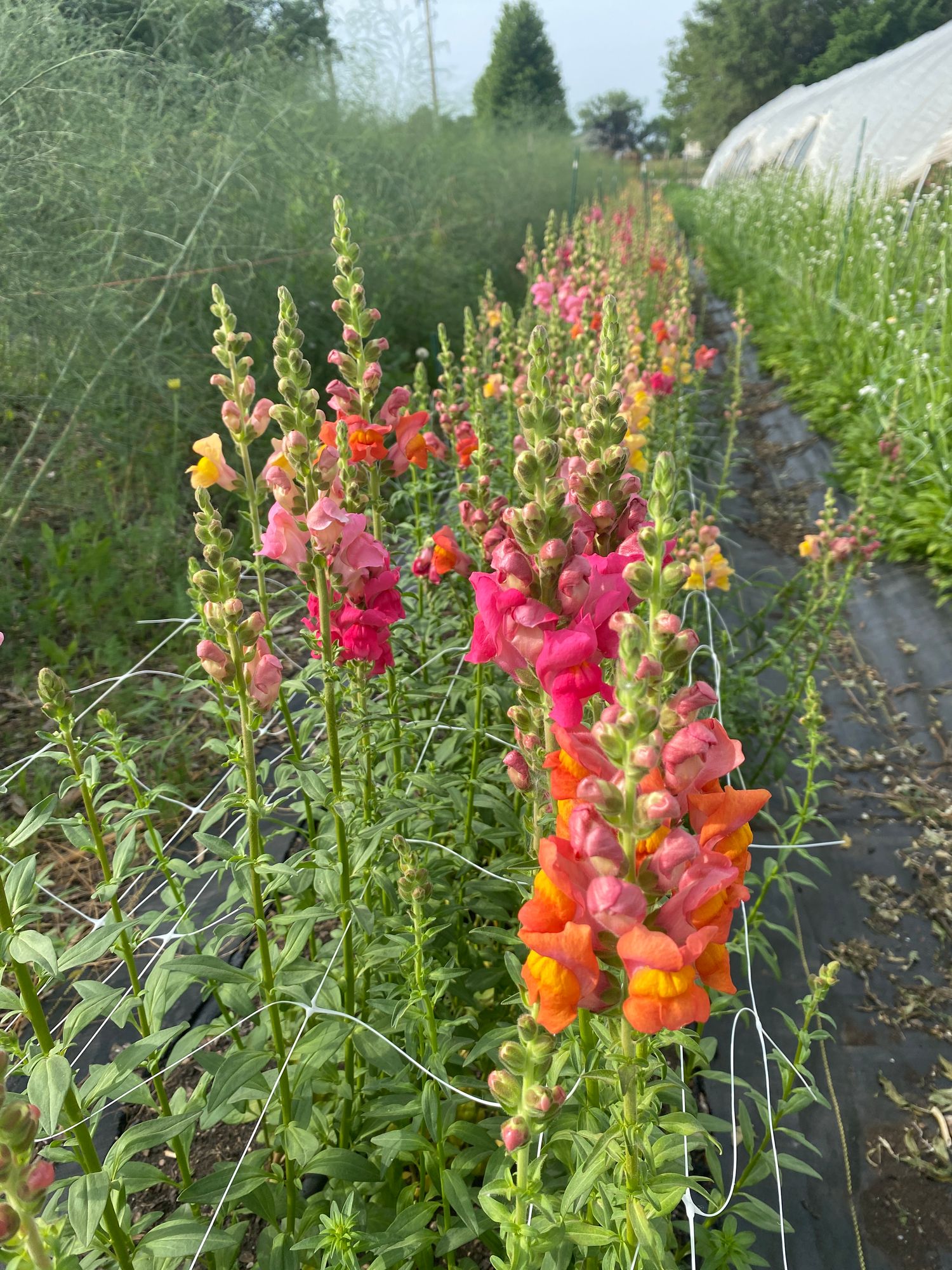 ANTIRRHINUM majus
