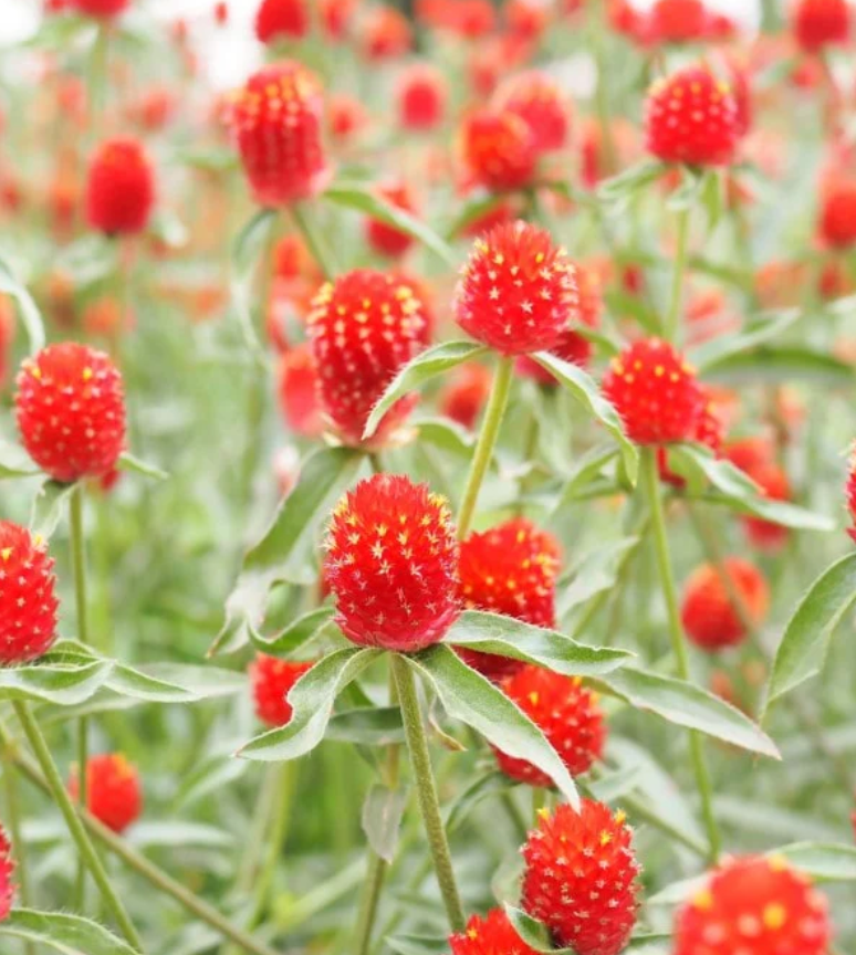 GOMPHRENA haageana Strawberry Fields
