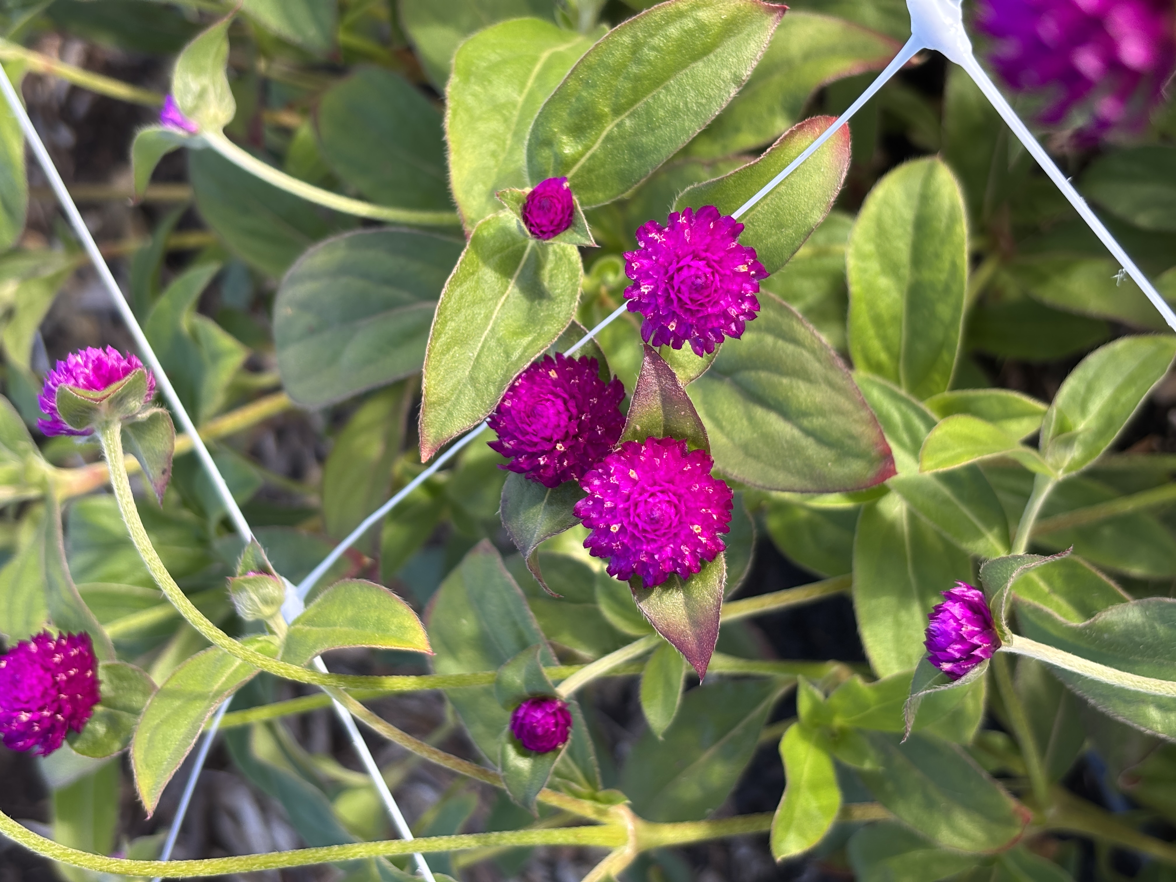 GOMPHRENA globosa Audray