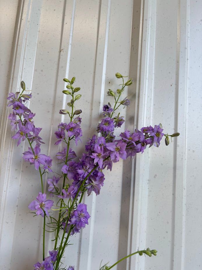 CONSOLIDA ajacis QIS Lilac