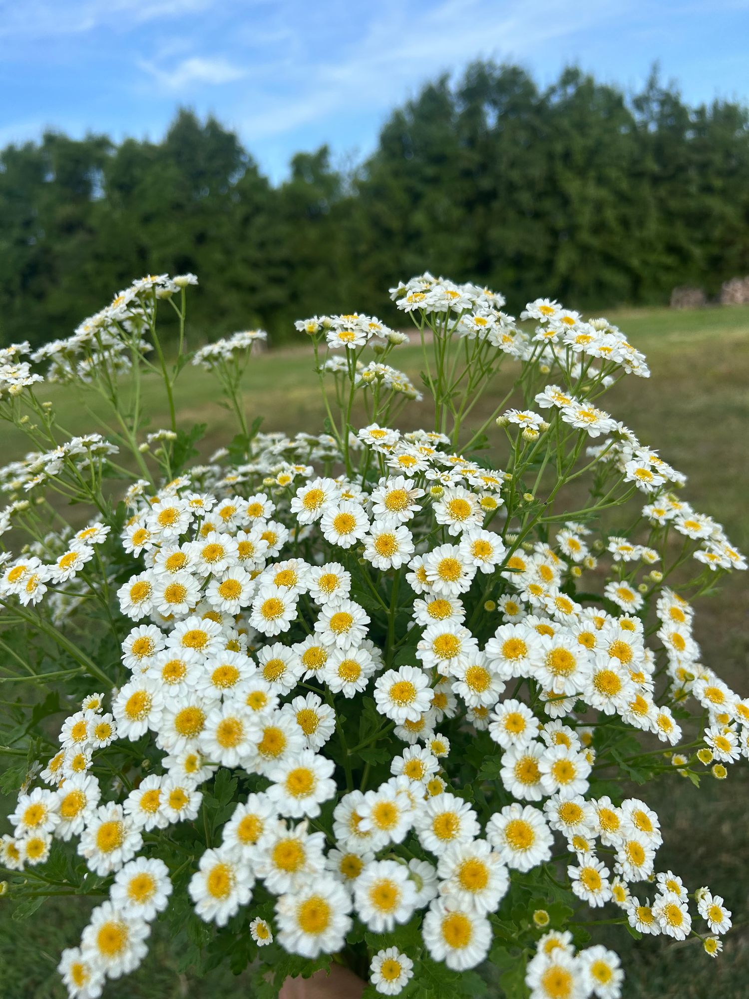 TANACETUM parthenium