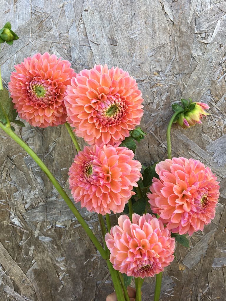 DAHLIA Lindas Baby