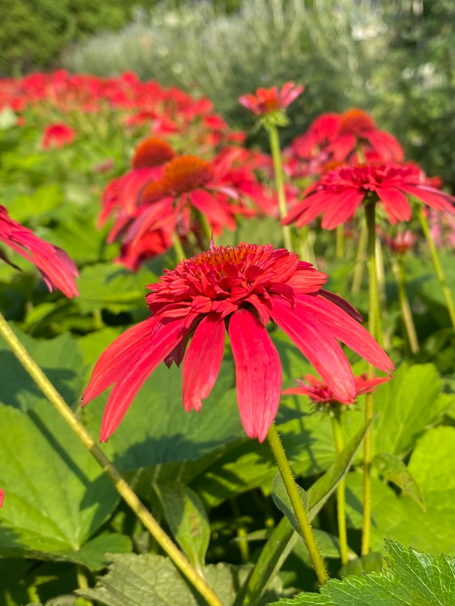 ECHINACEA x purpurea Double Scoop Cranberry