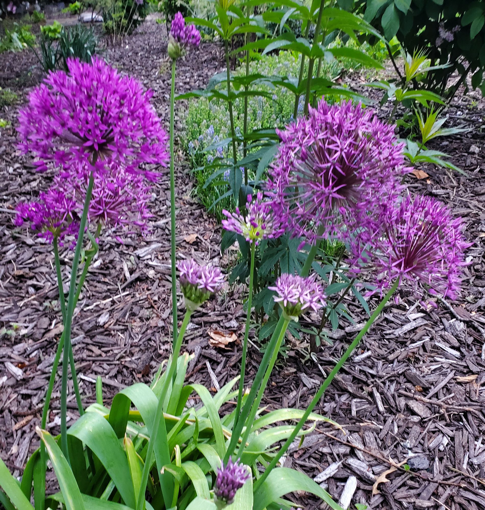 ALLIUM aflatunense