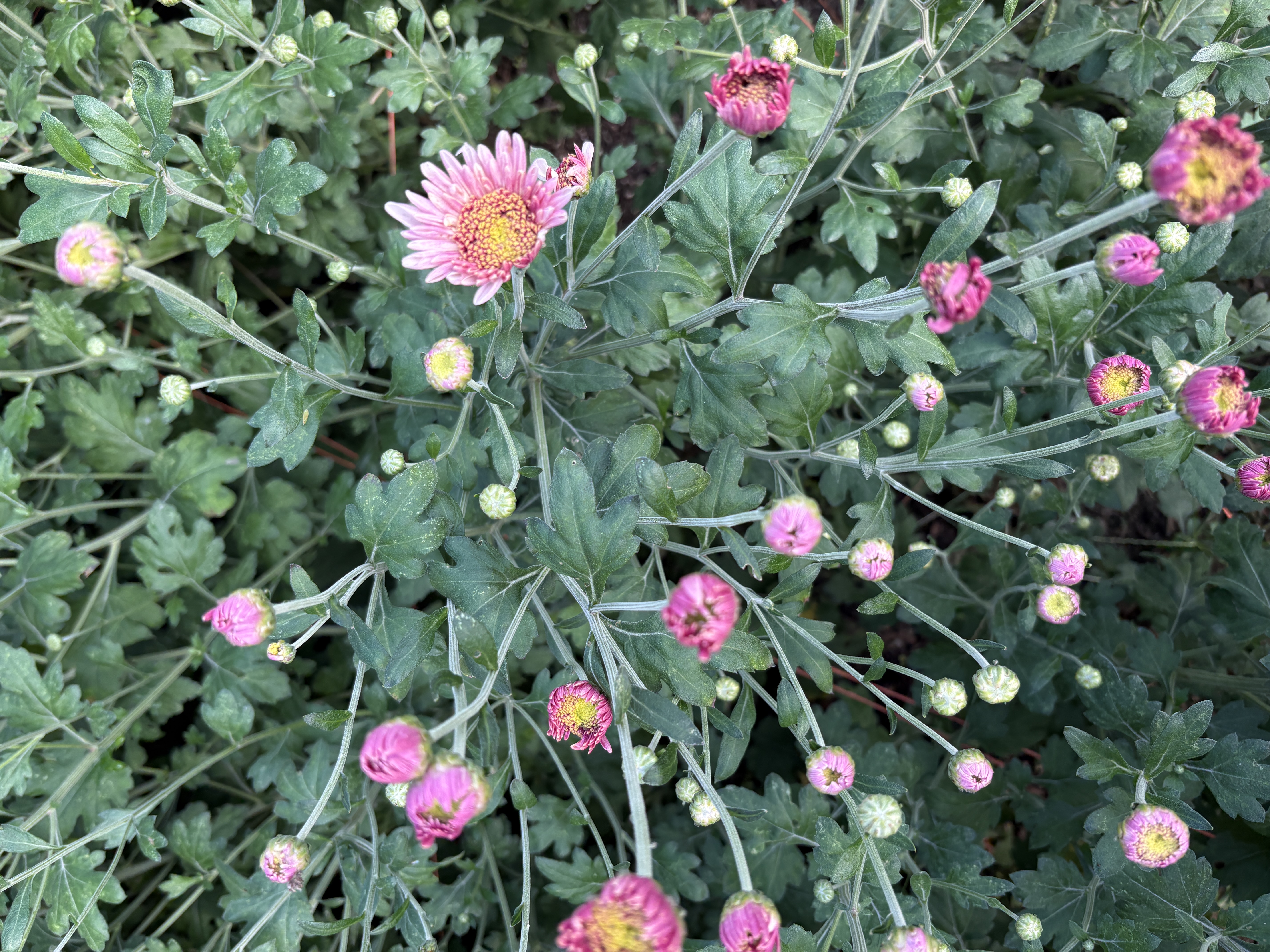 CHRYSANTHEMUM x Harry Anderton