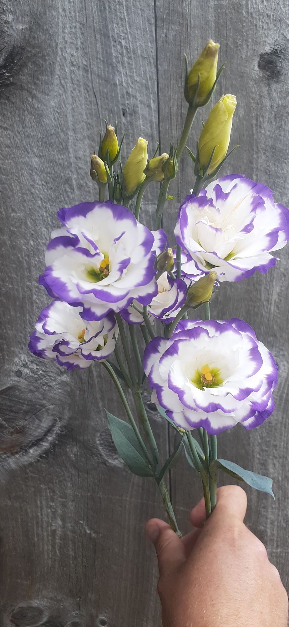 EUSTOMA grandiflorum Excalibur