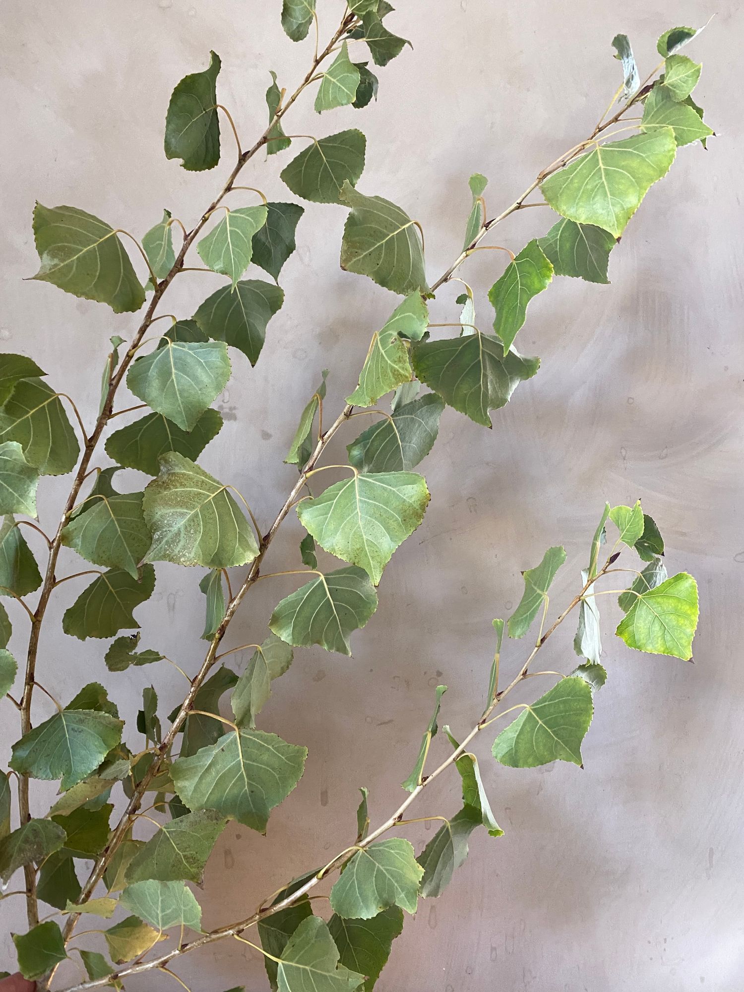 POPULUS nigra Italica