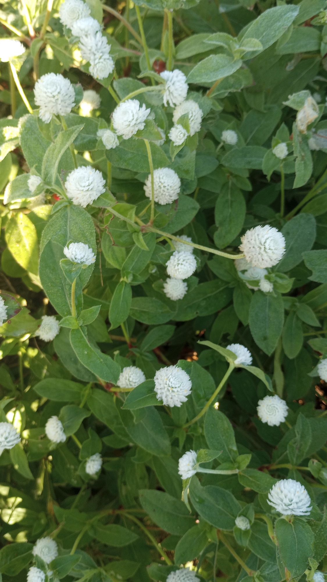 GOMPHRENA globosa QIS