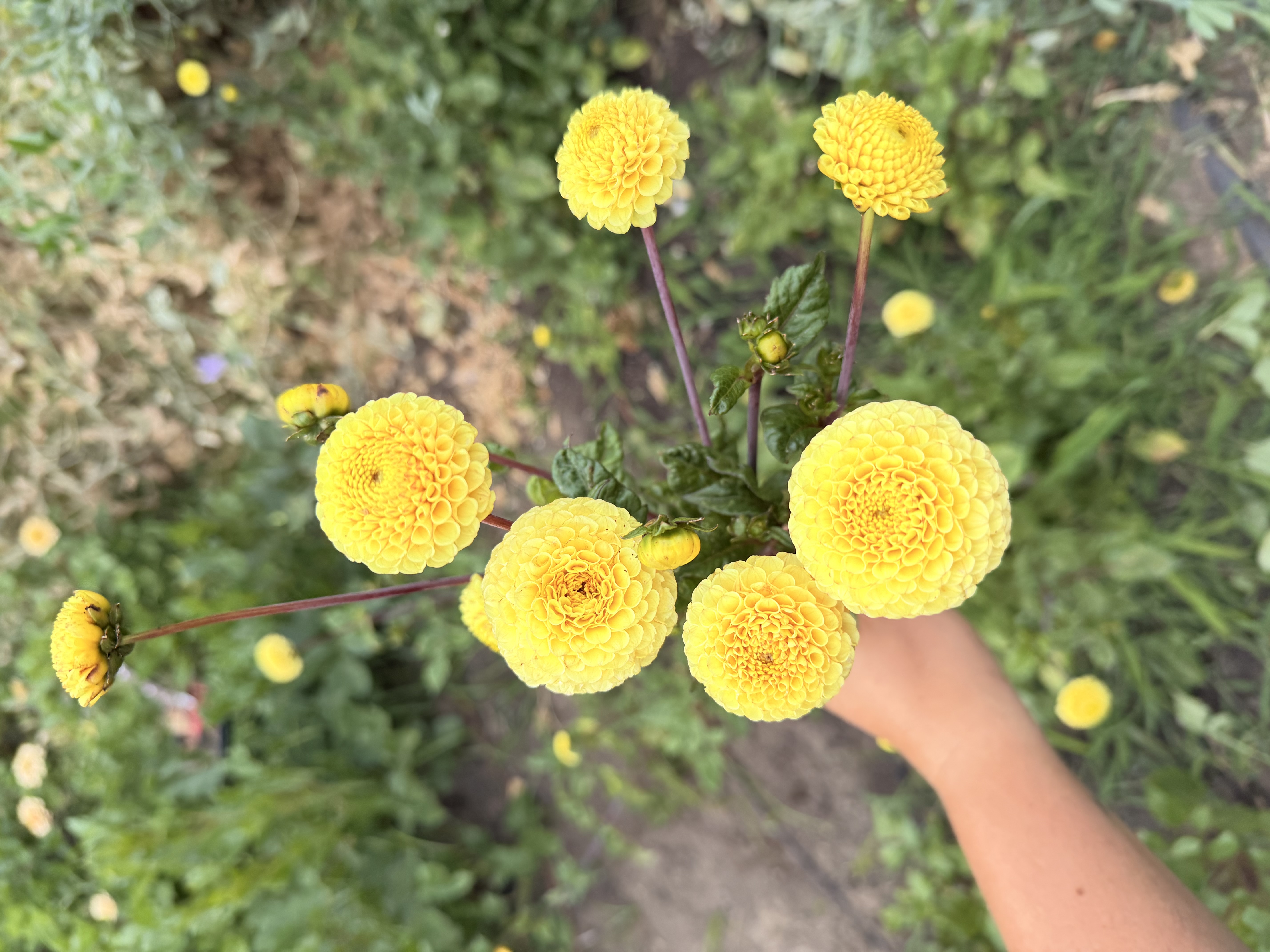 DAHLIA Buttercup