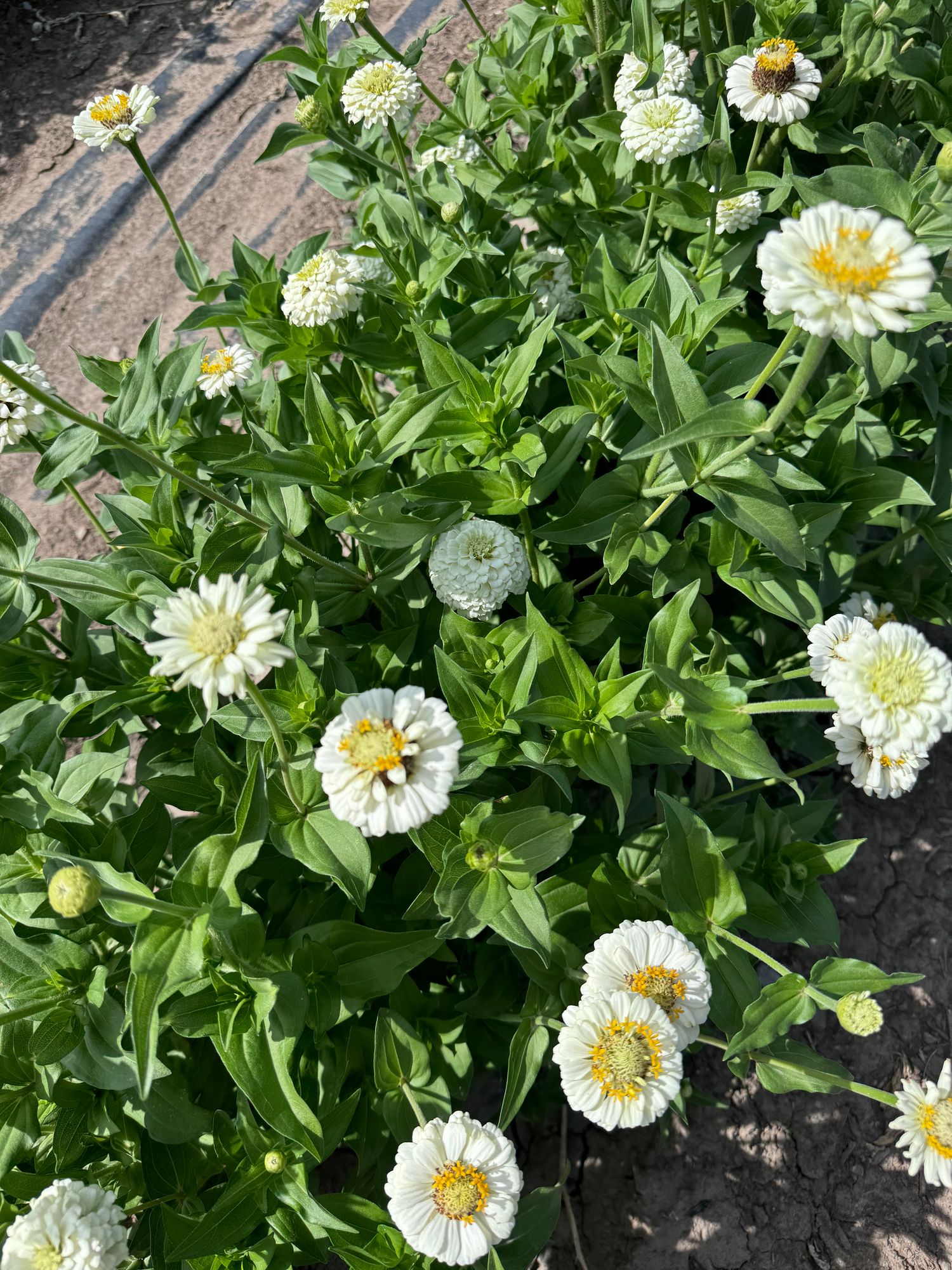 ZINNIA elegans Oklahoma Series