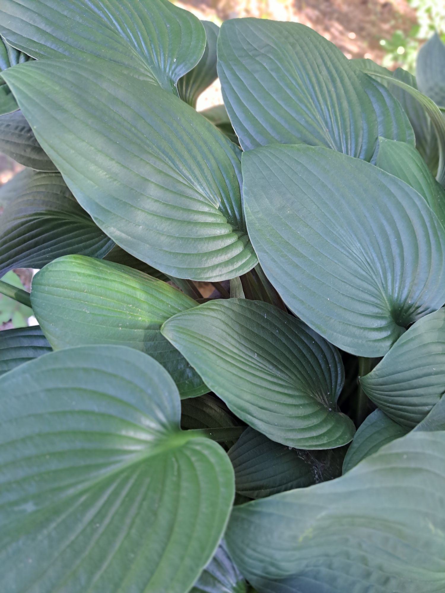 HOSTA elata