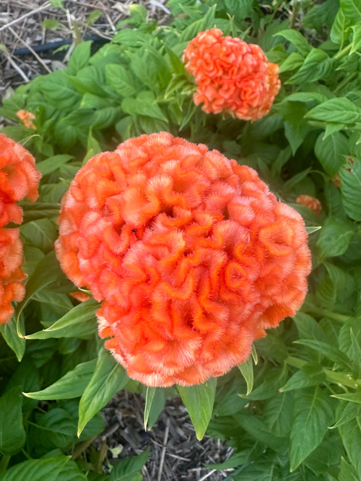 CELOSIA argentea var. cristata Orange Queen