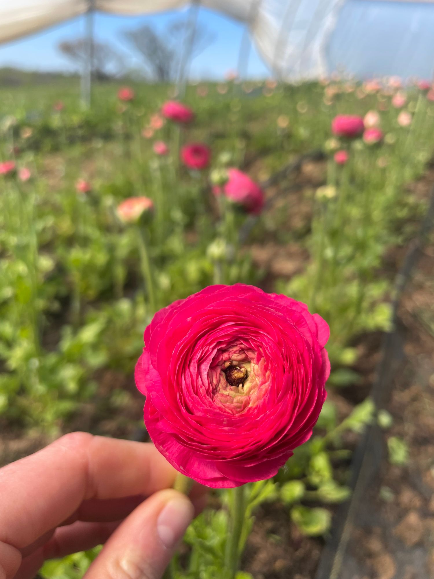 RANUNCULUS Cloni