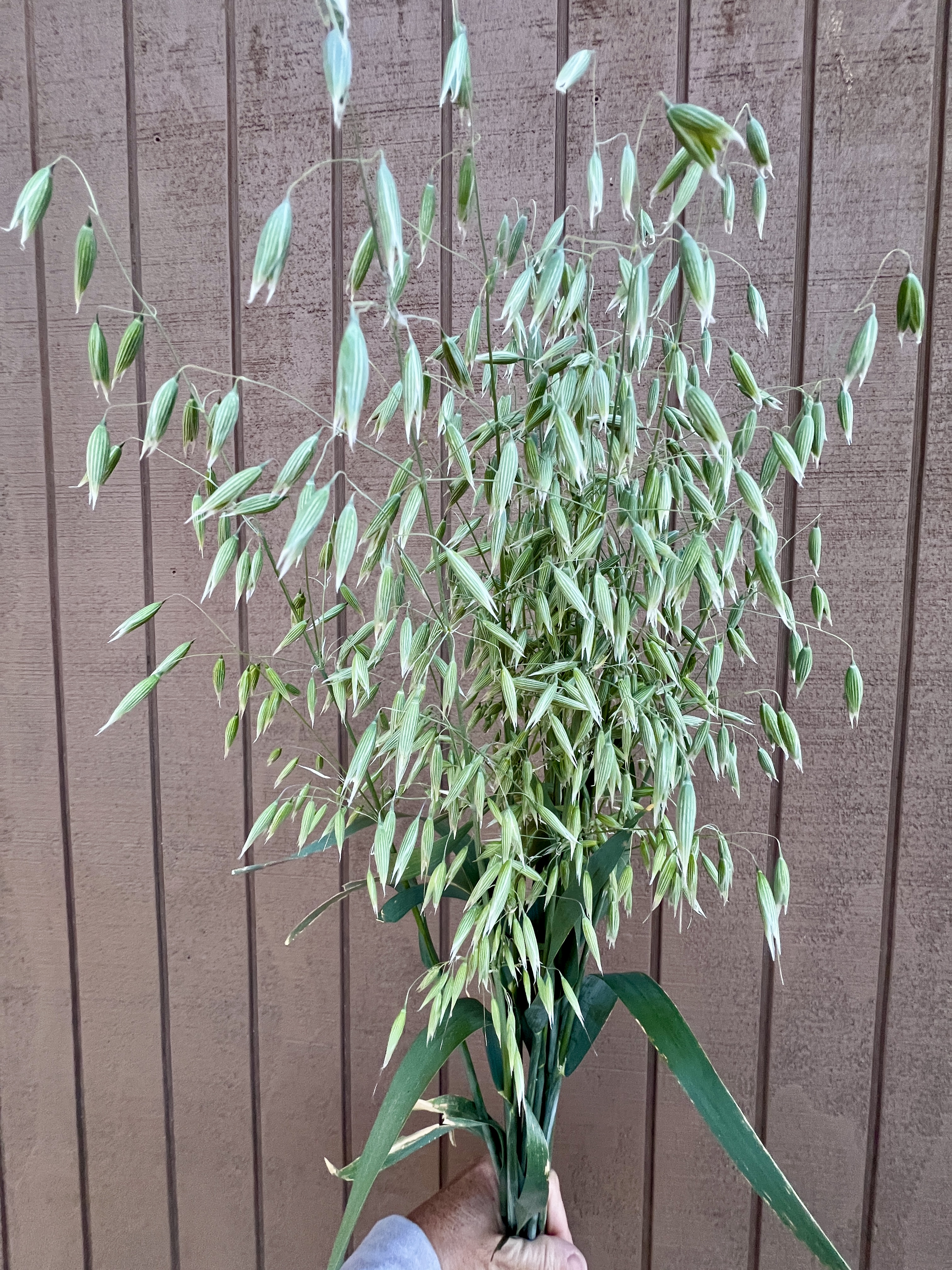 AVENA sativa