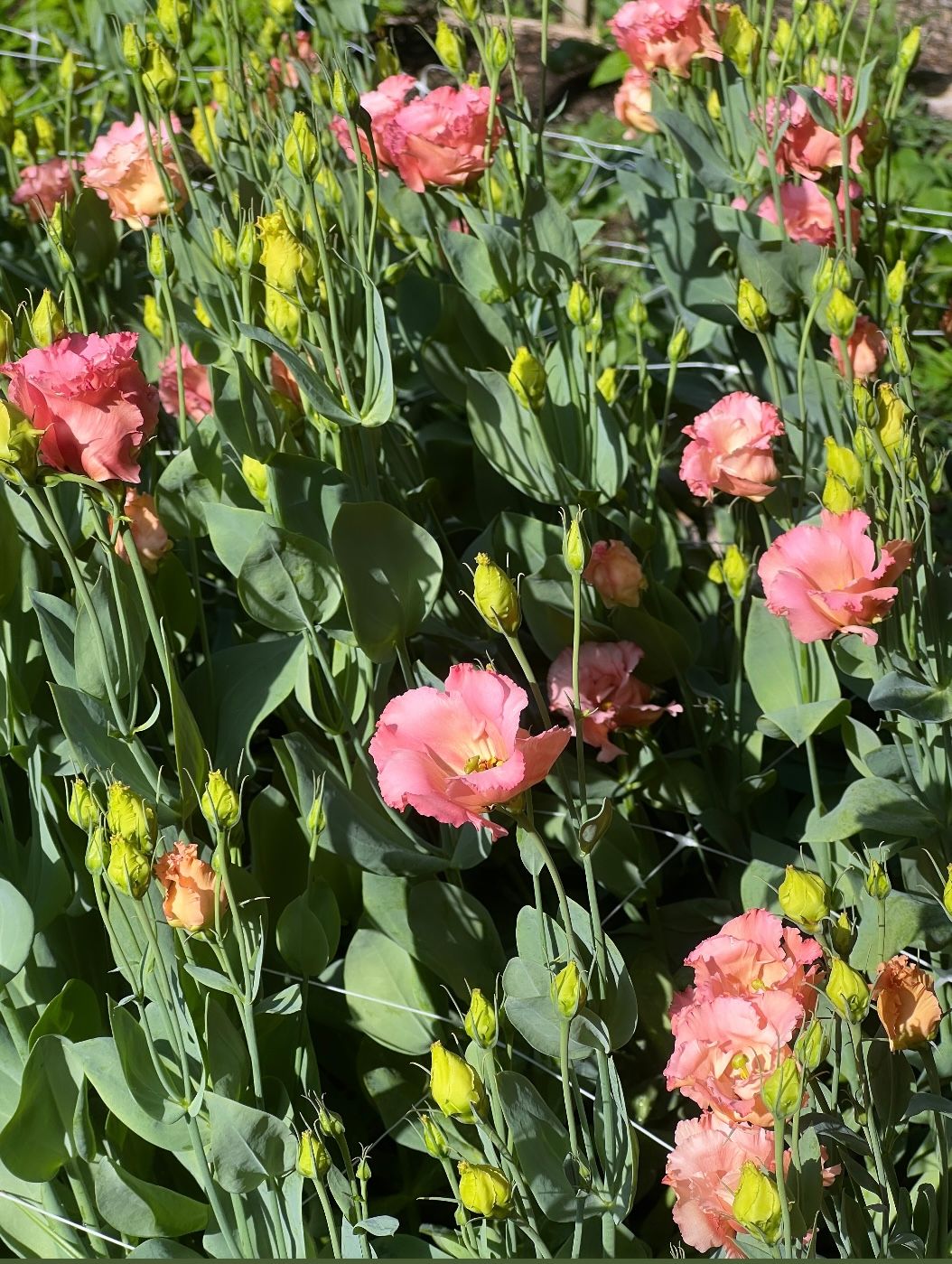 EUSTOMA grandiflorum Falda