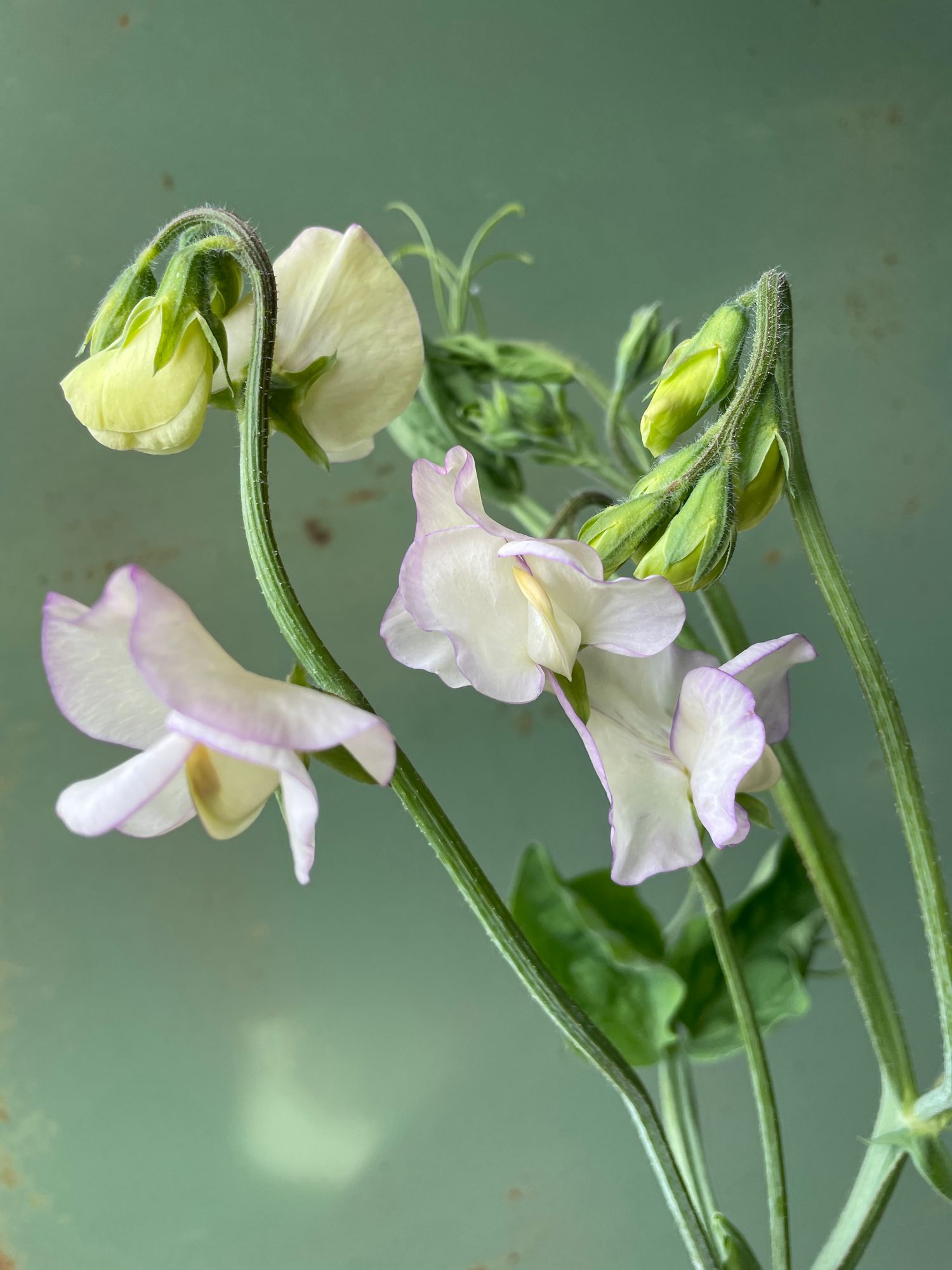 LATHYRUS odoratus Kings High Scent