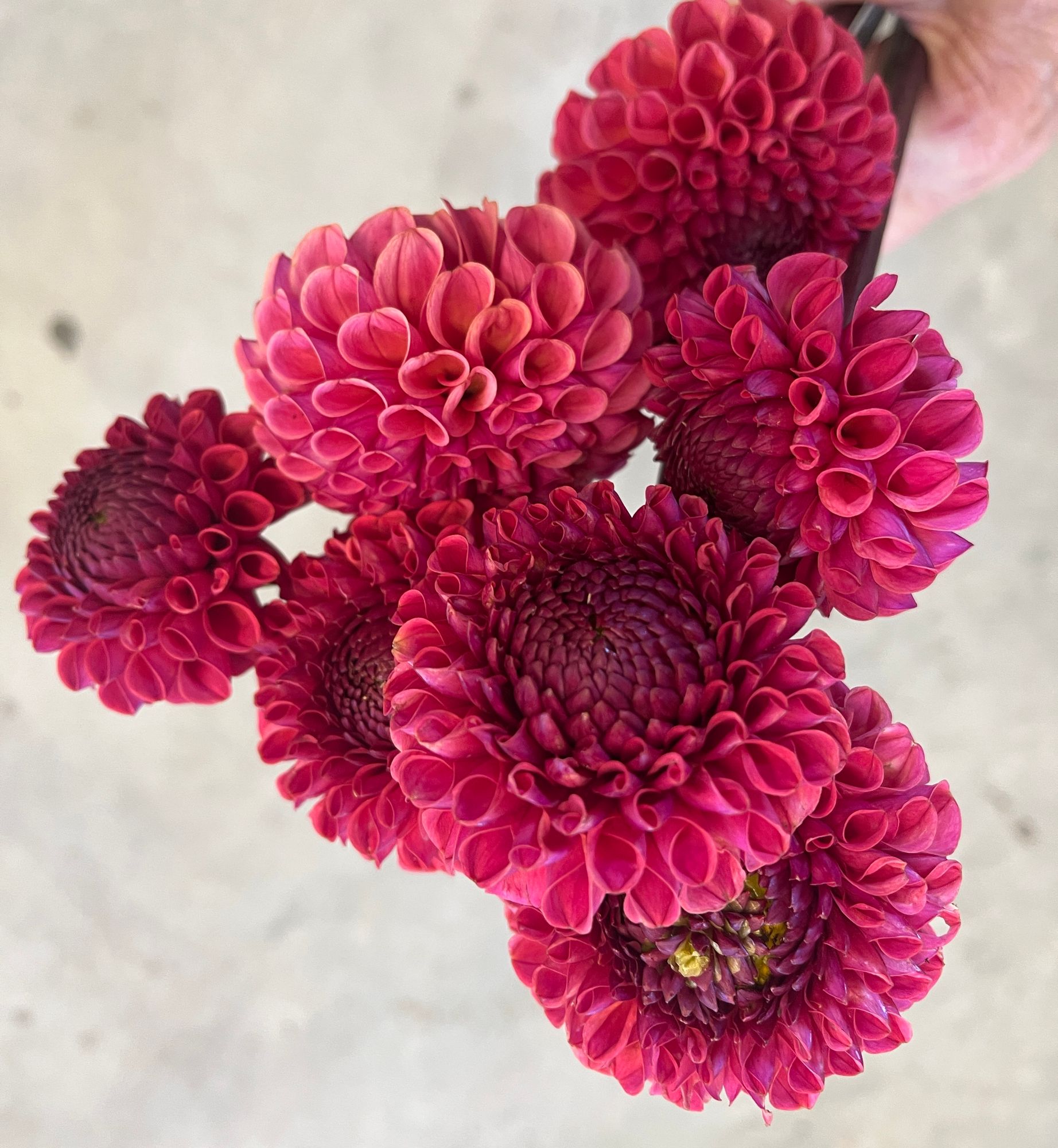 DAHLIA Ferncliff Rusty