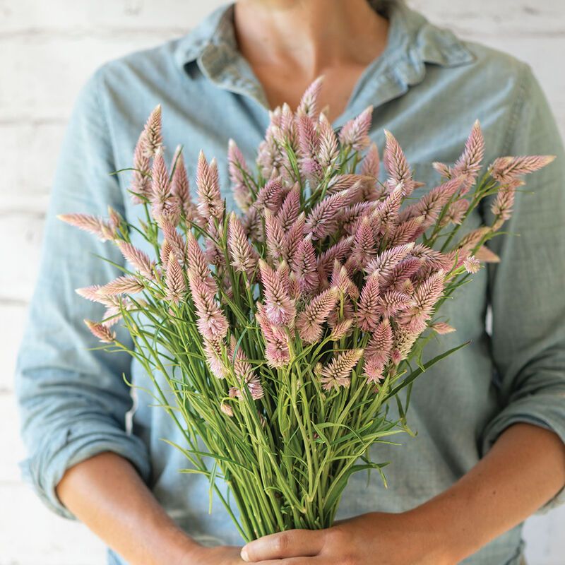 CELOSIA argentea spicata Flamingo Feather