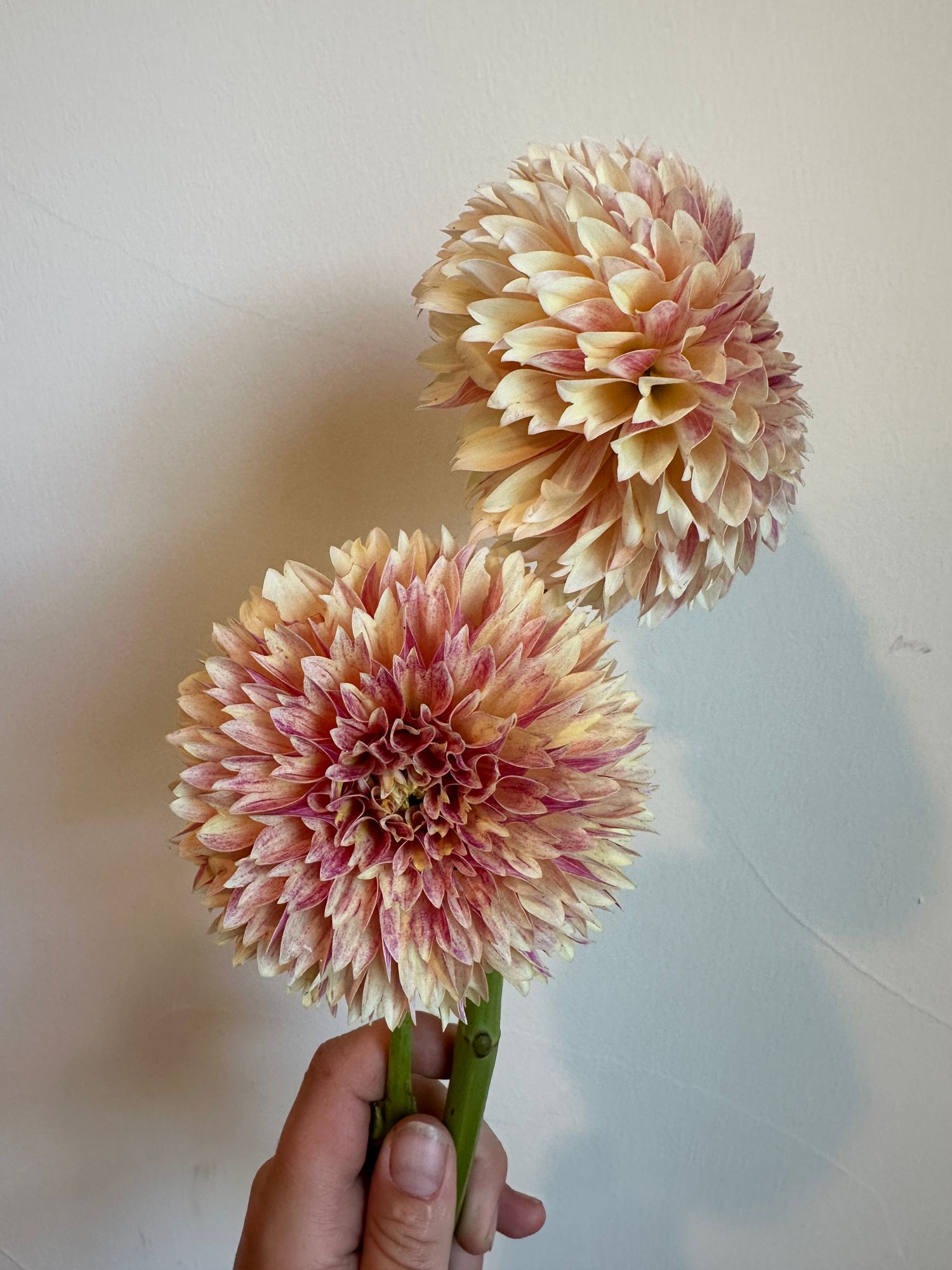 DAHLIA Sweet Suzanne