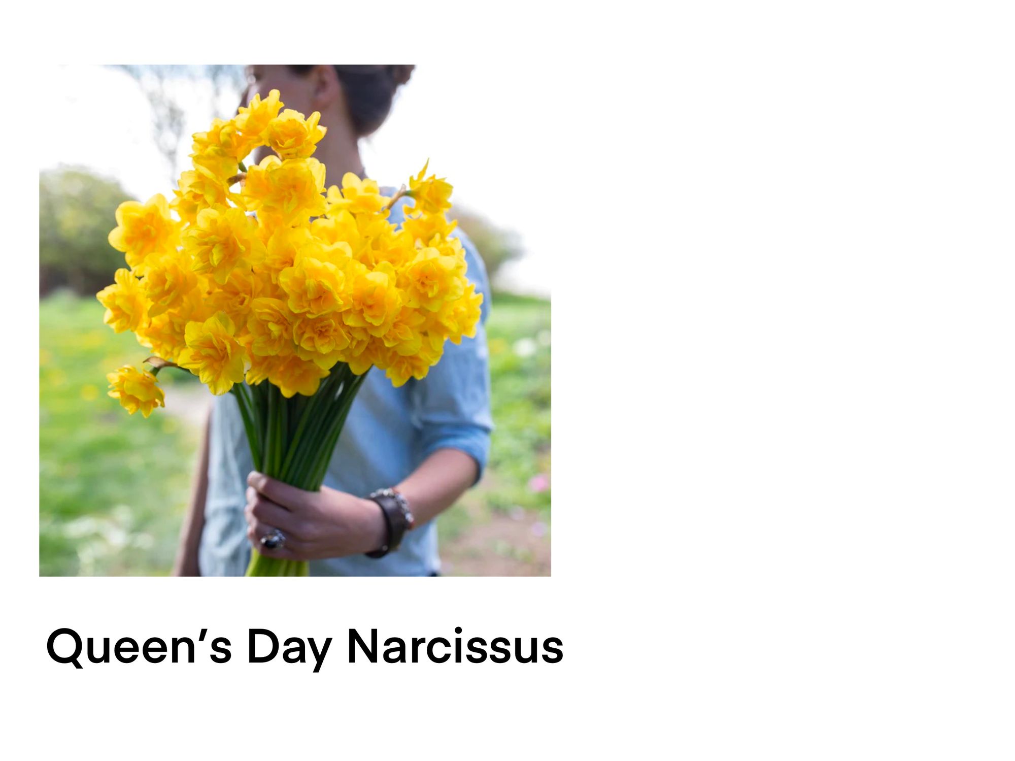 NARCISSUS Queen's Day
