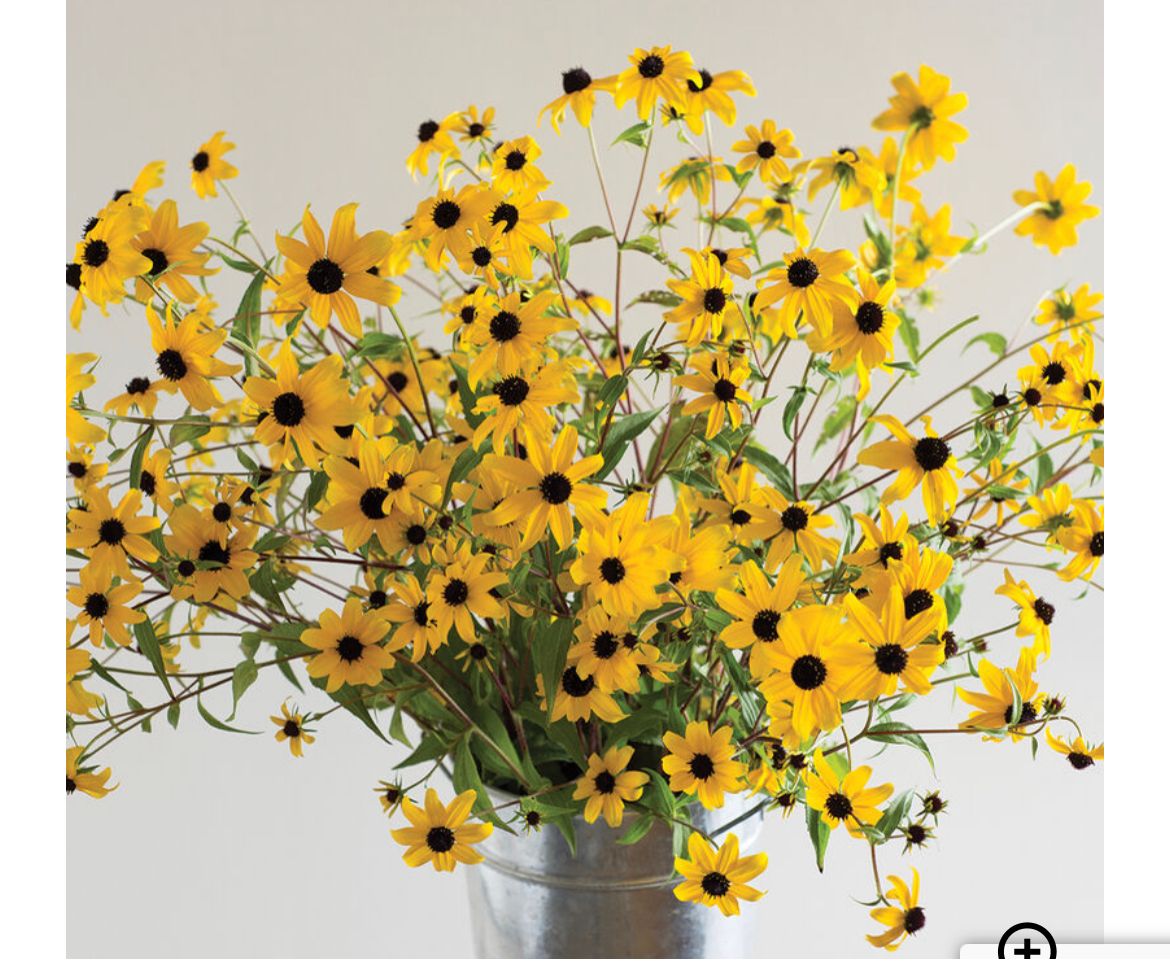 RUDBECKIA triloba