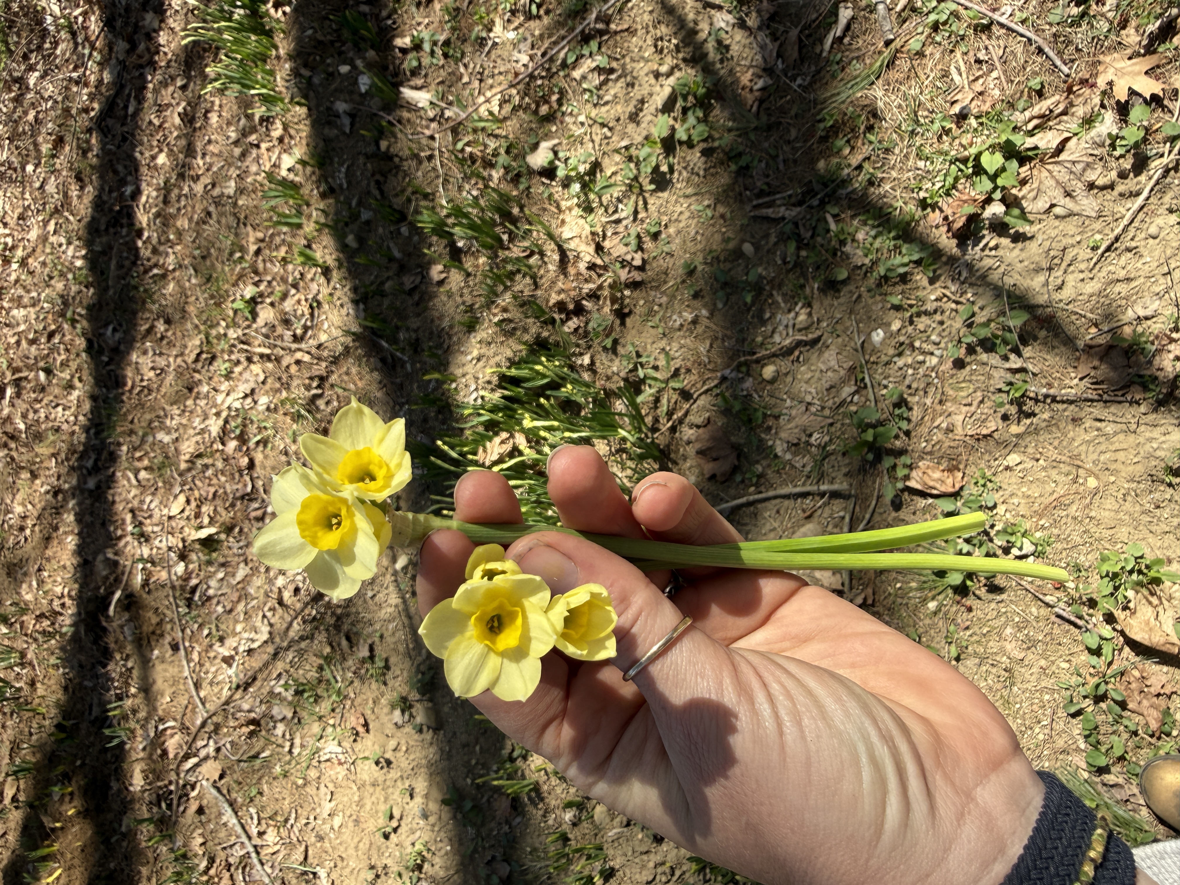 NARCISSUS Minnow