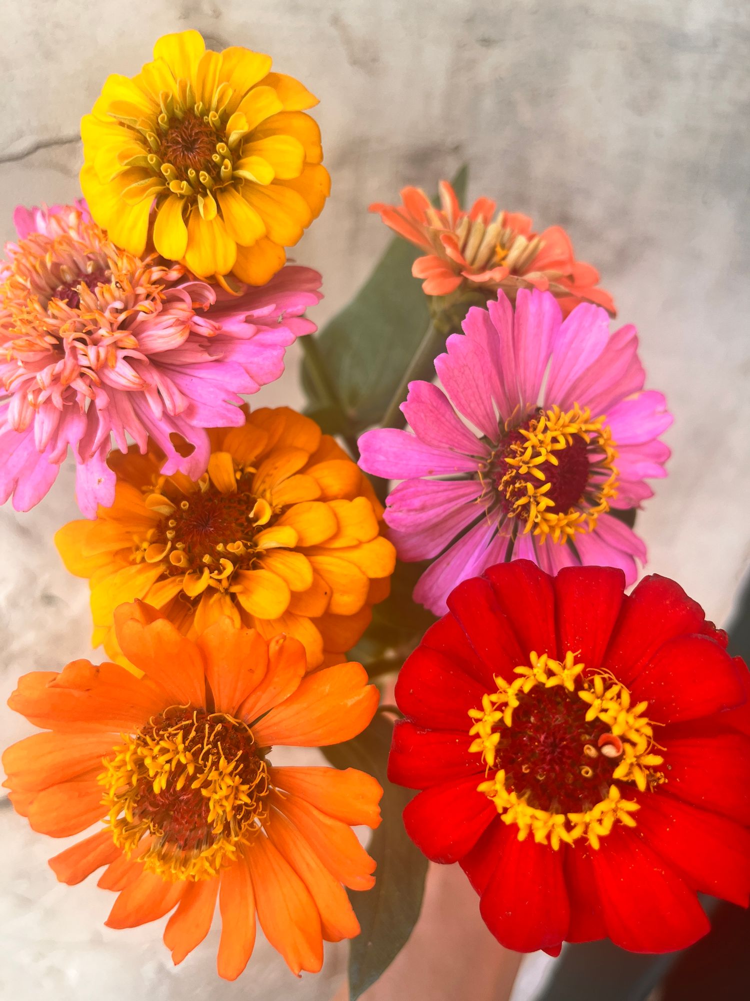 ZINNIA elegans Oklahoma Series