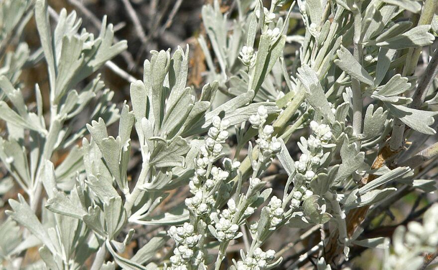 ARTEMISIA tridentata