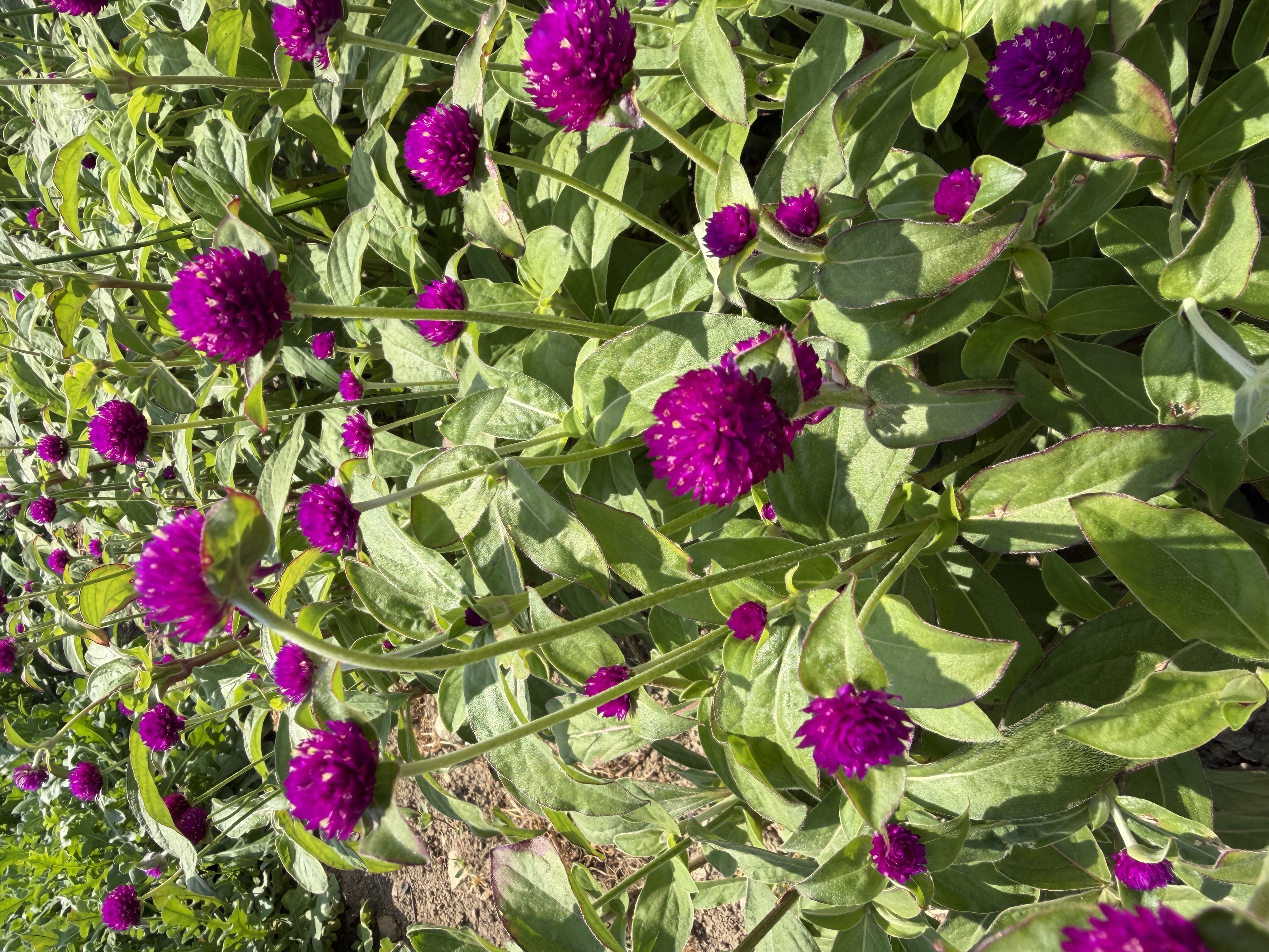 GOMPHRENA globosa Audray Purple-Red