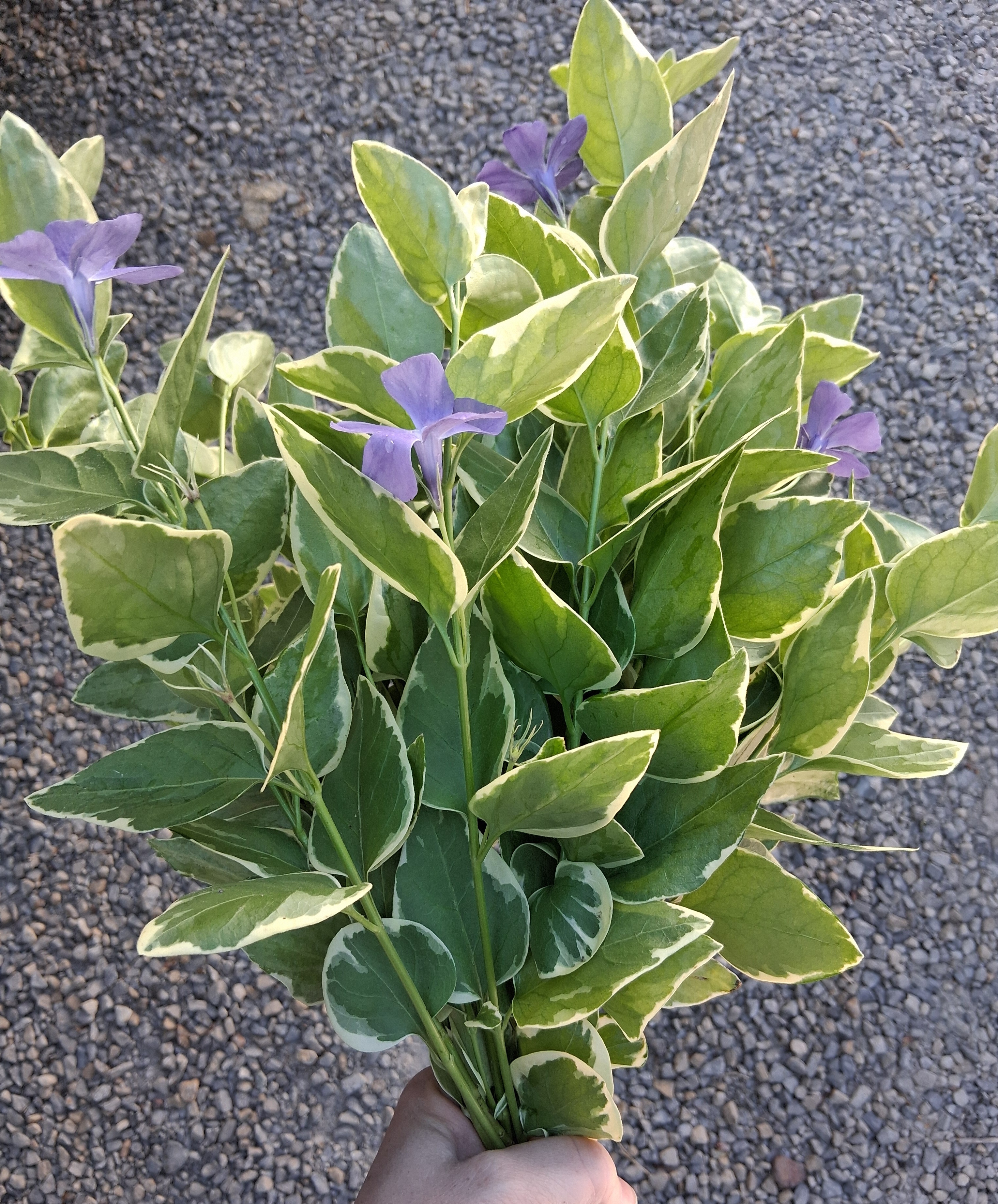 VINCA major