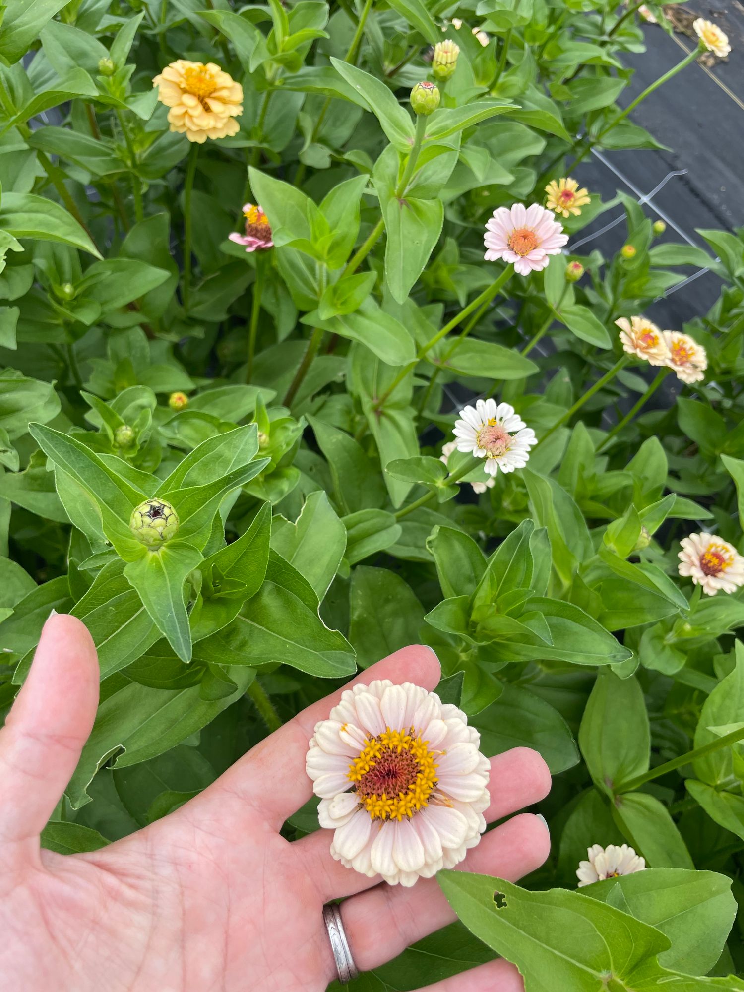 ZINNIA elegans Little Flower Girl