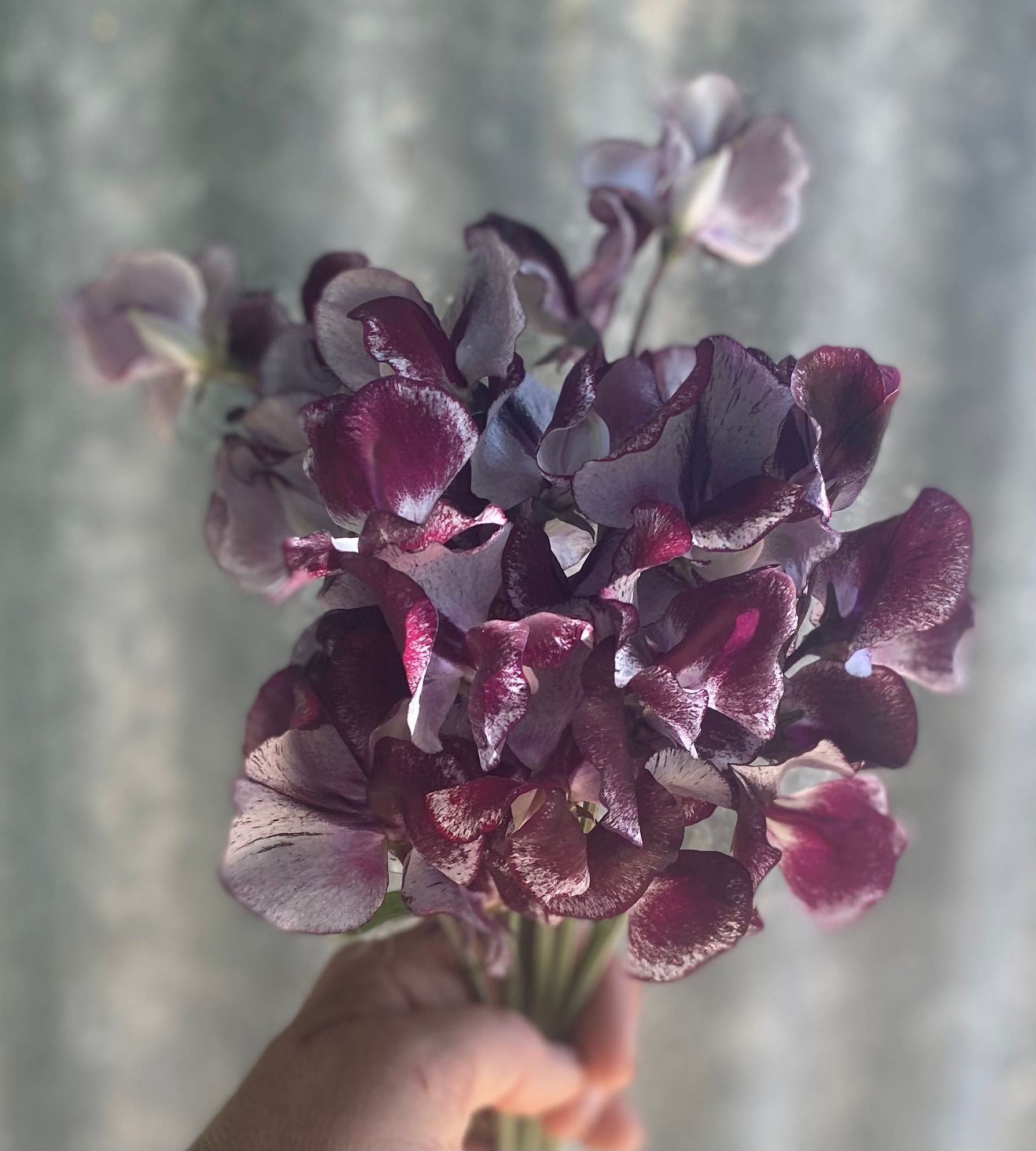 LATHYRUS odoratus Wiltshire Ripple