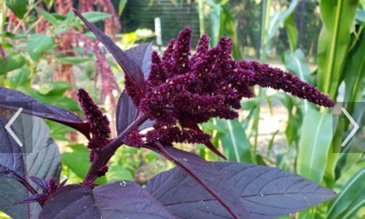 AMARANTHUS cruentus Red Spike