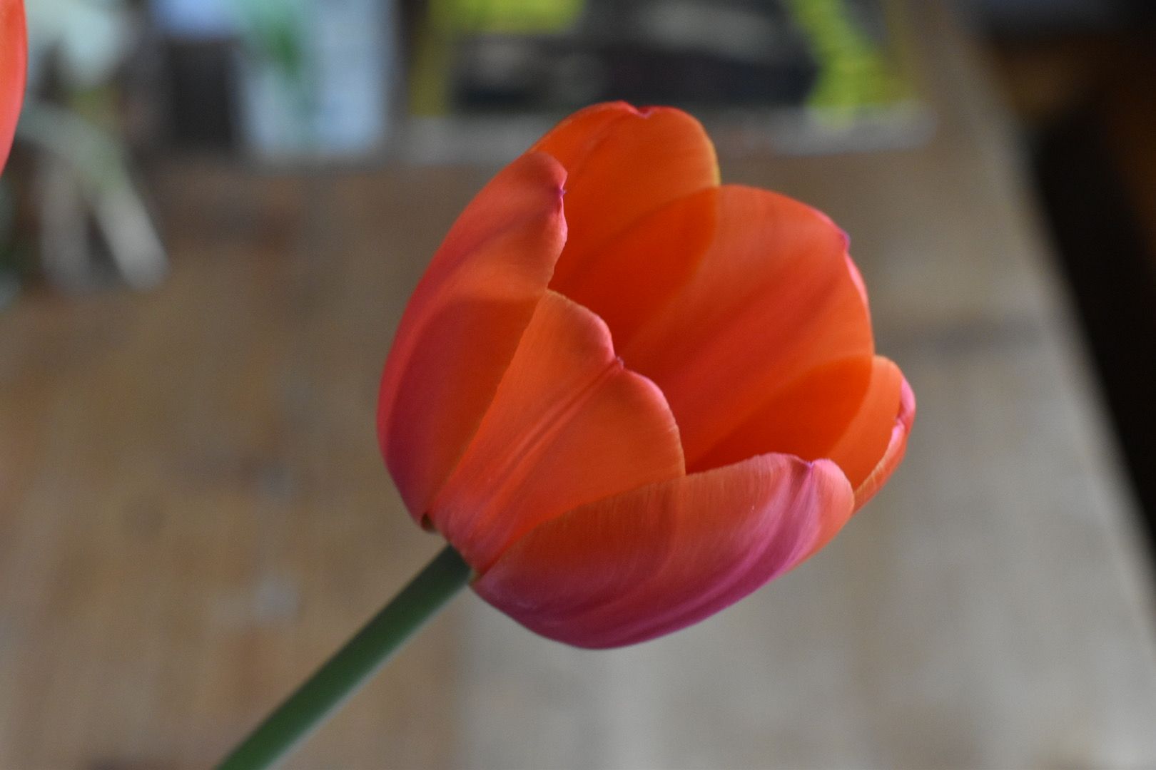 TULIPA