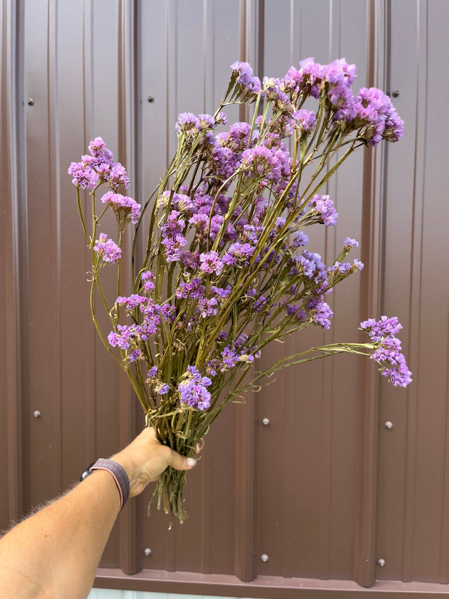 LIMONIUM sinuatum Seeker
