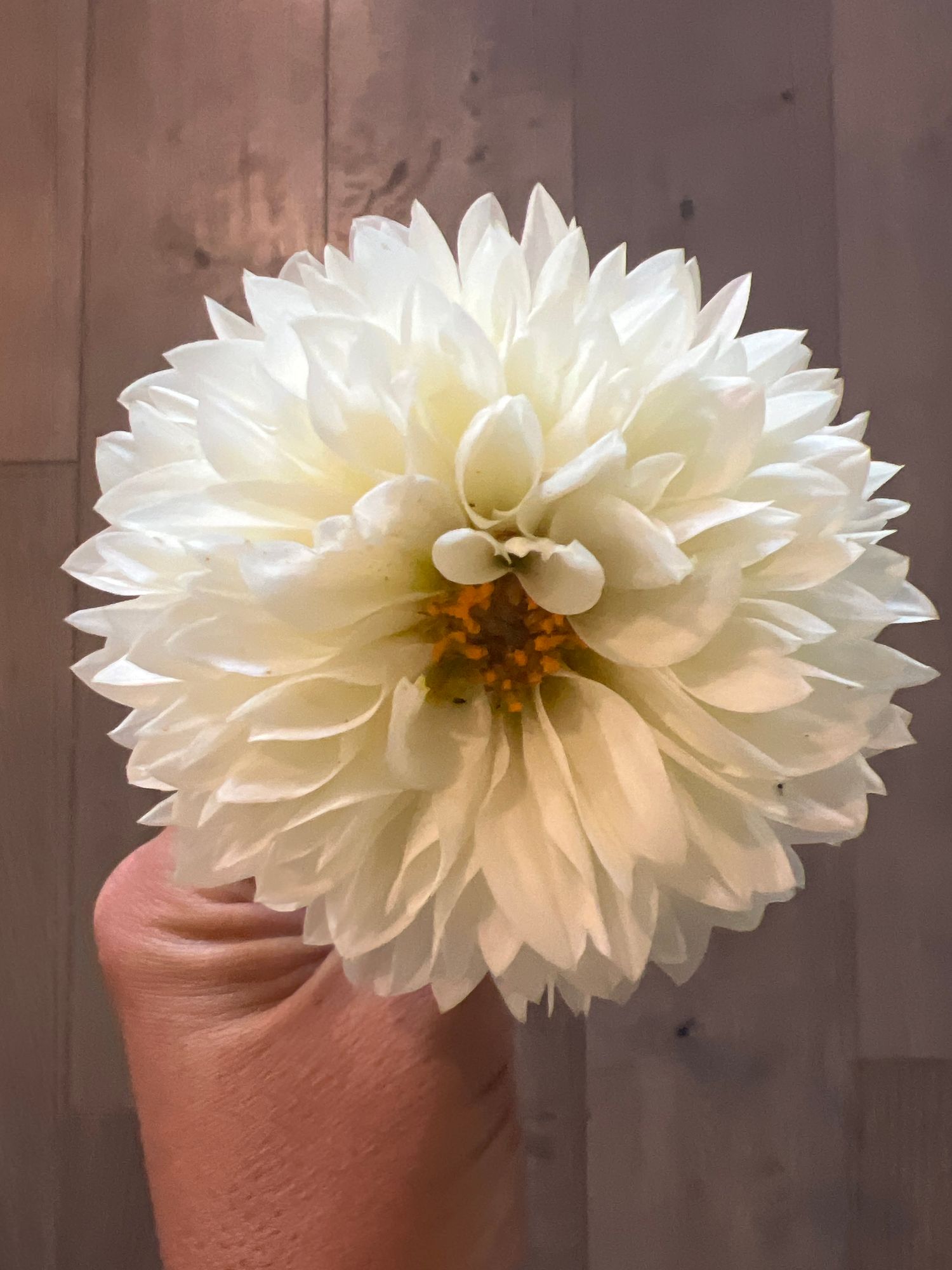 DAHLIA White Aster