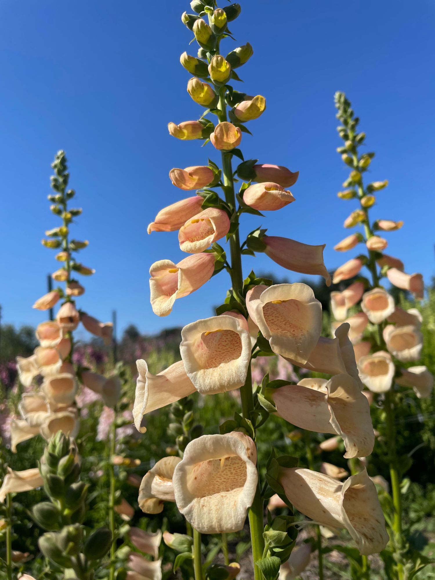 DIGITALIS purpurea Dalmatian Peach