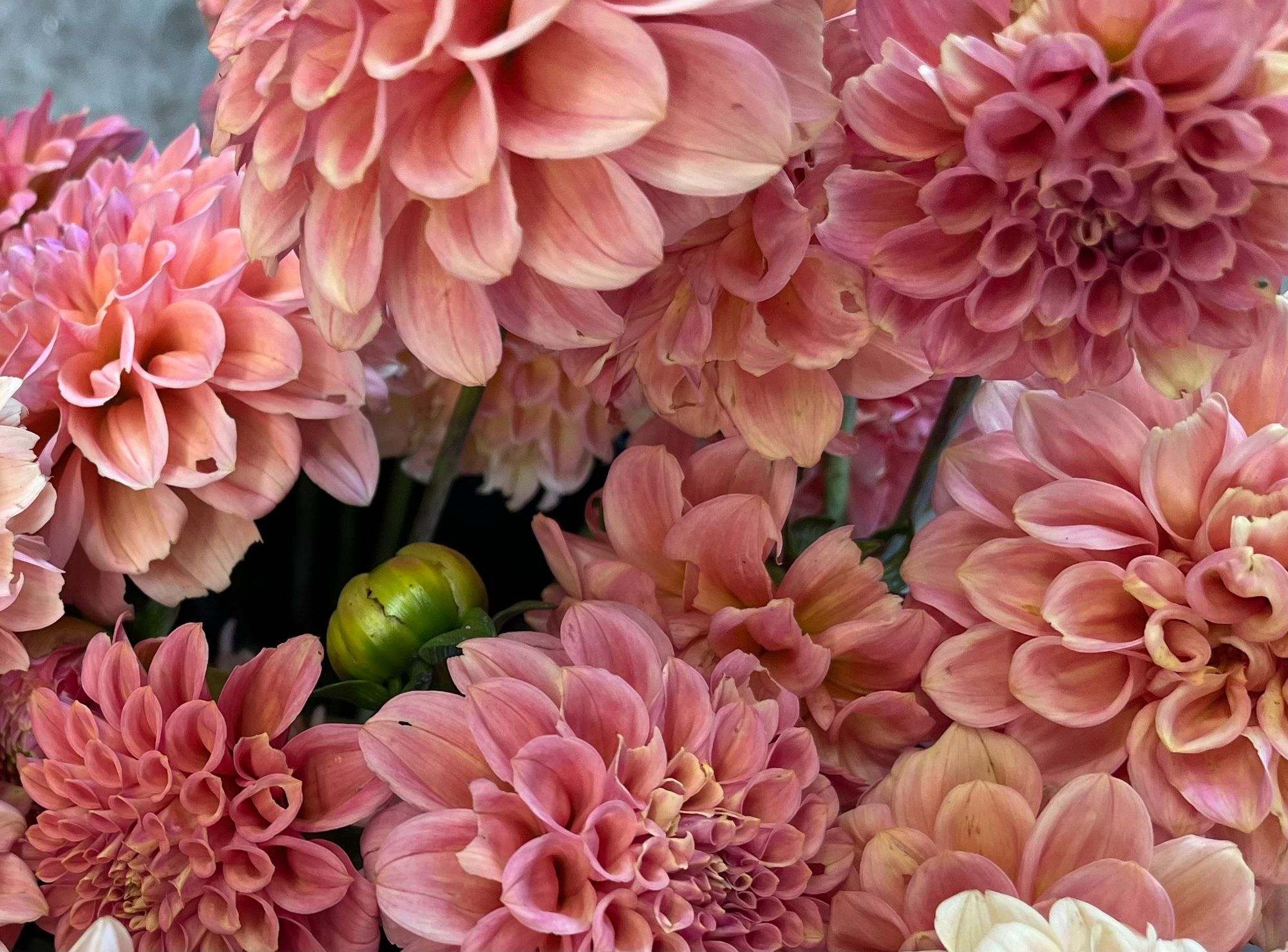 DAHLIA Rock Run Ashley