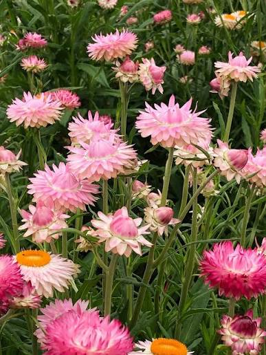 XEROCHRYSUM bracteatum Silvery Rose