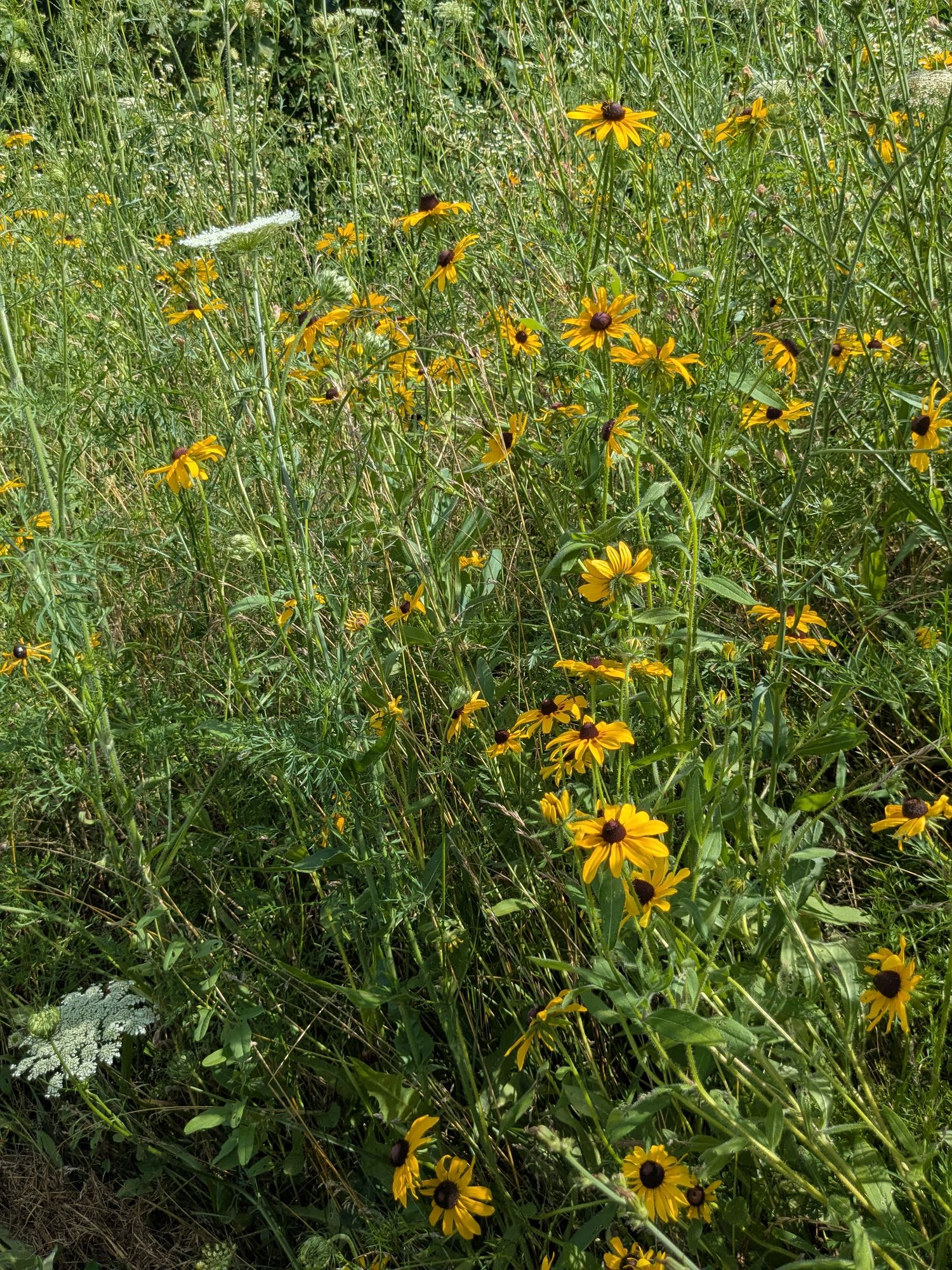 RUDBECKIA hirta