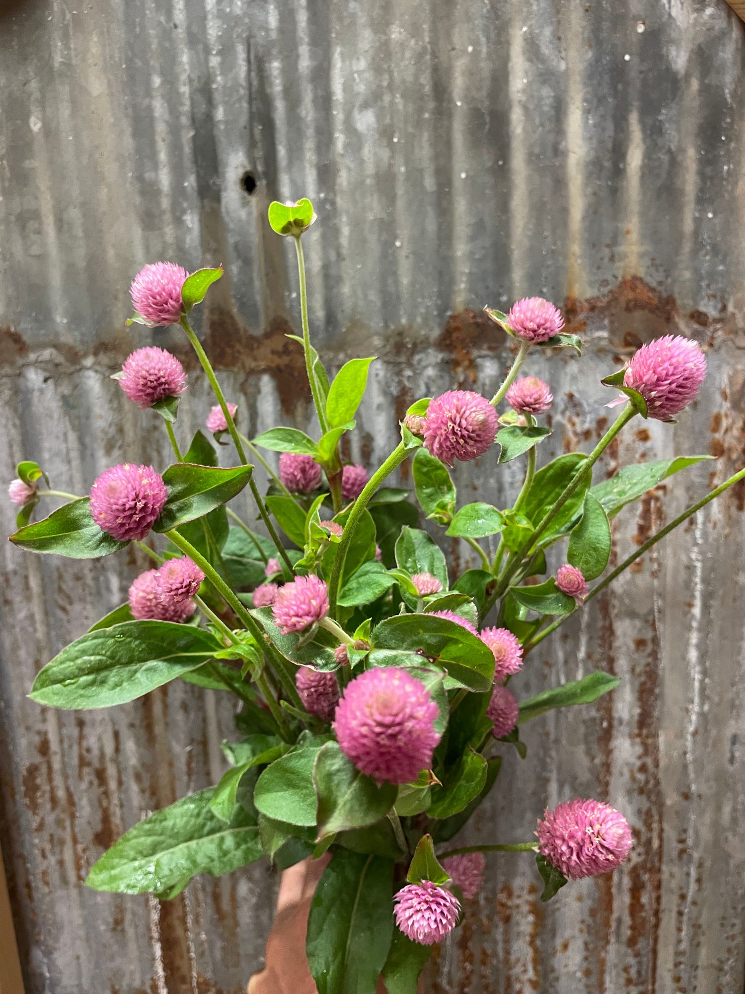 GOMPHRENA globosa QIS