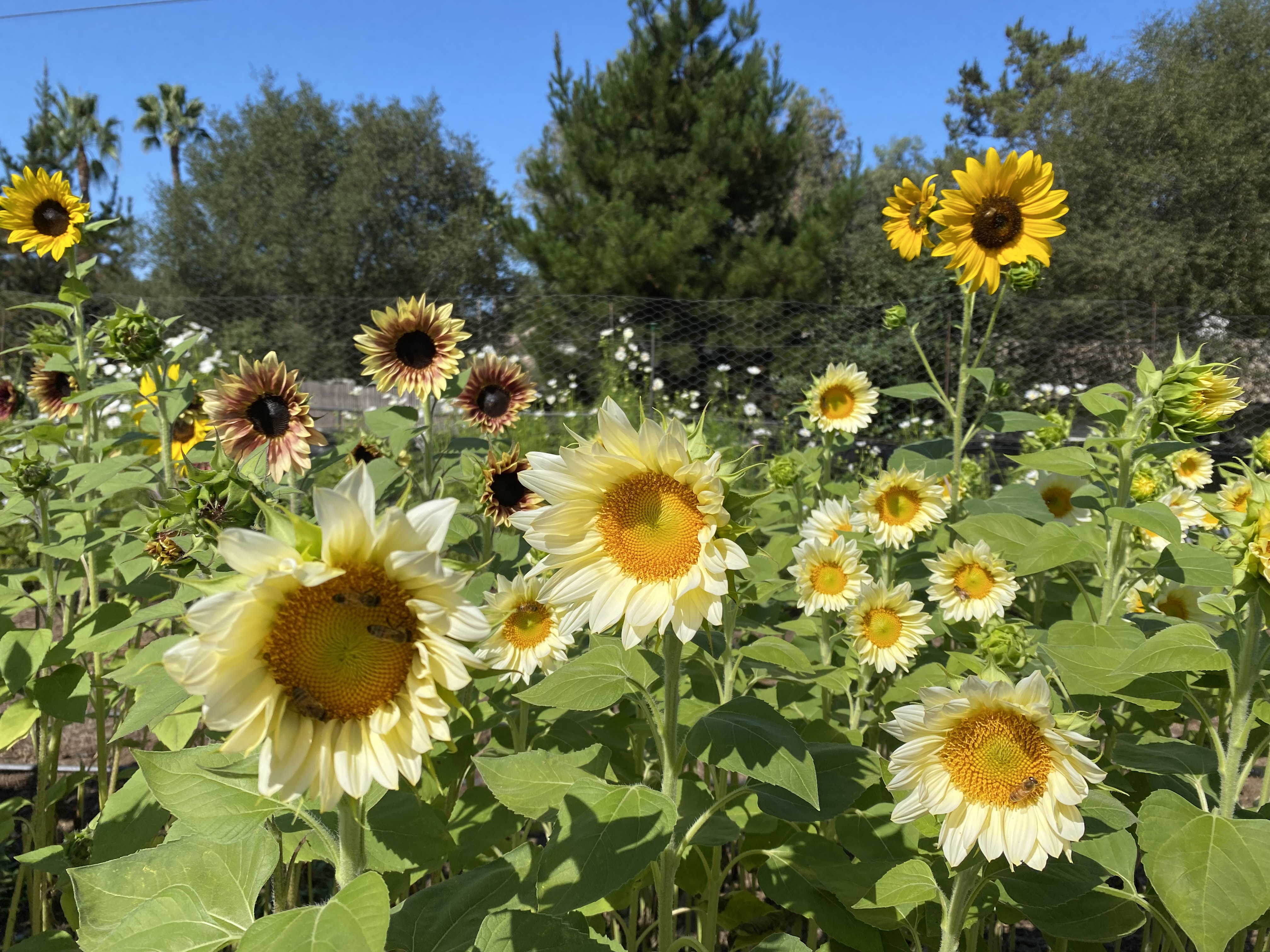 Greeny Flower Garden Farms Banner