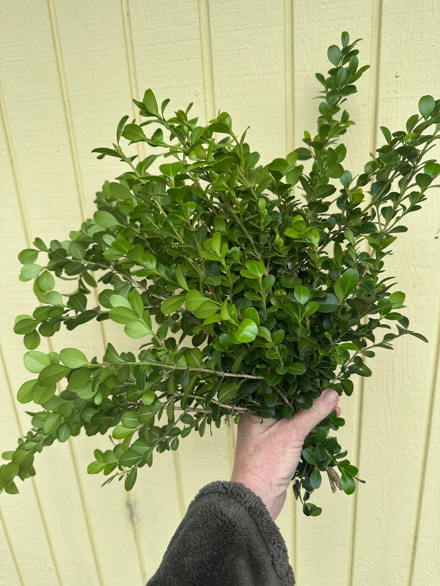 BUXUS